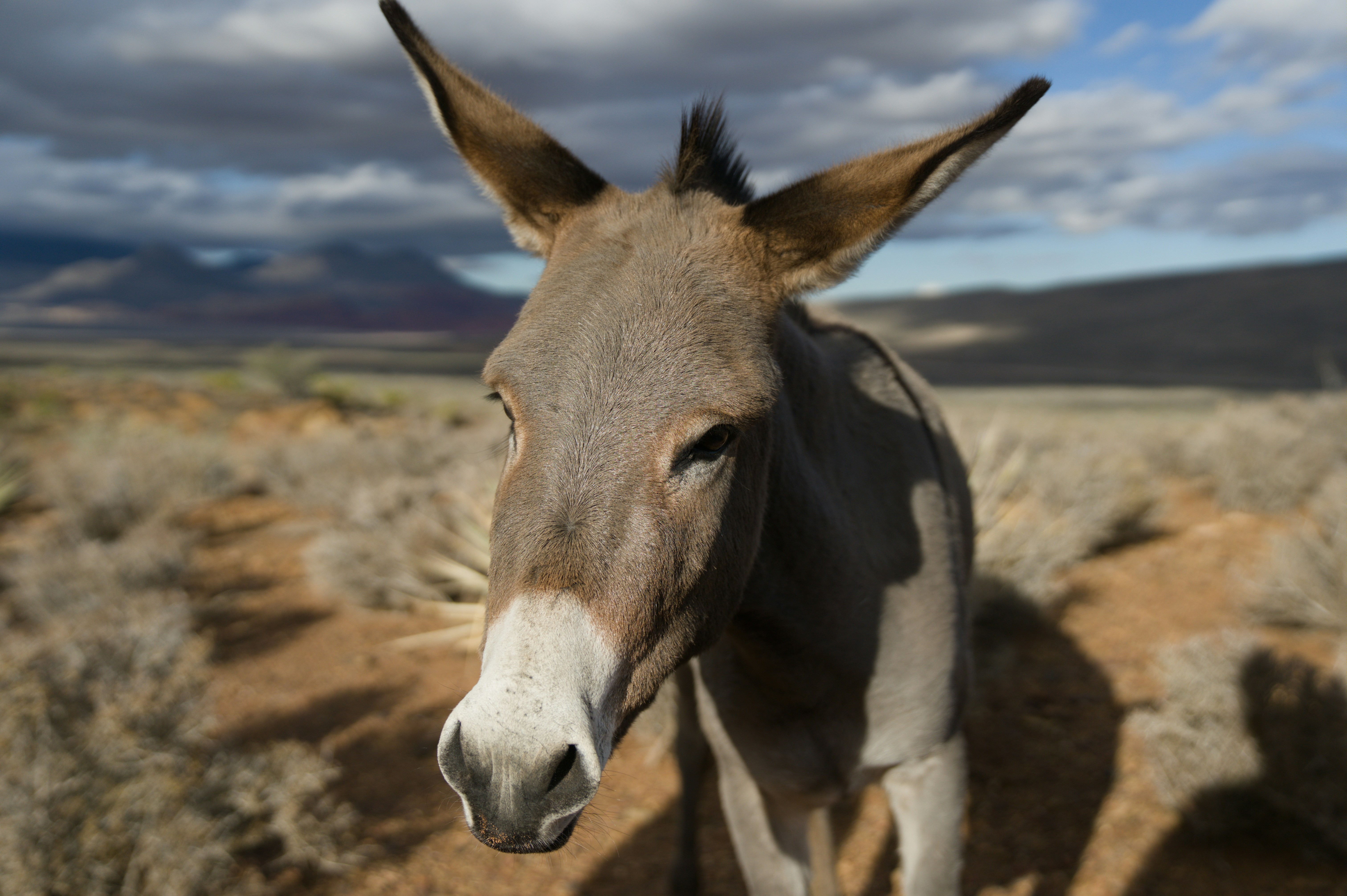A donkey stands in a dry, arid landscape.