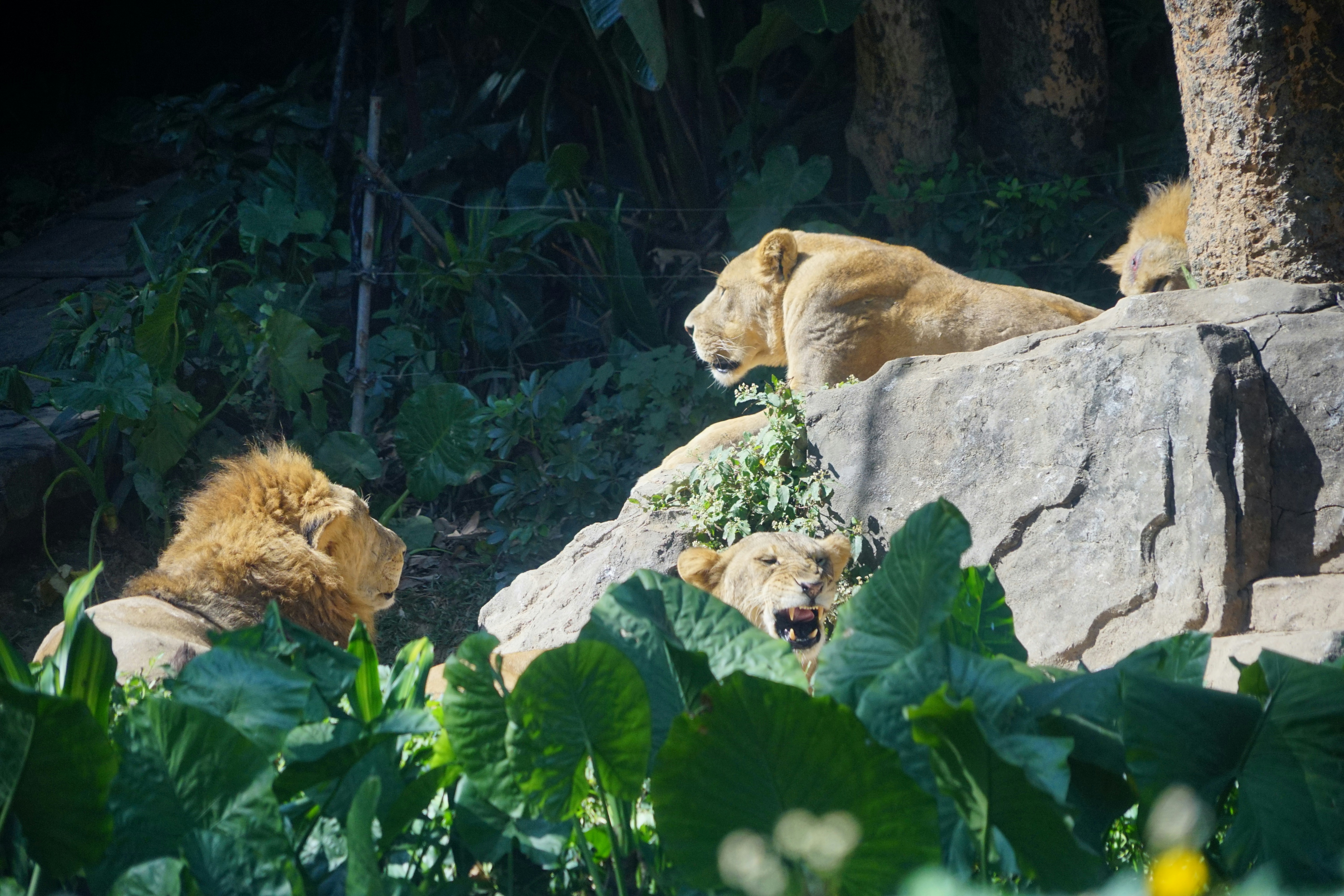 Lions resting on rocks with lush green foliage.