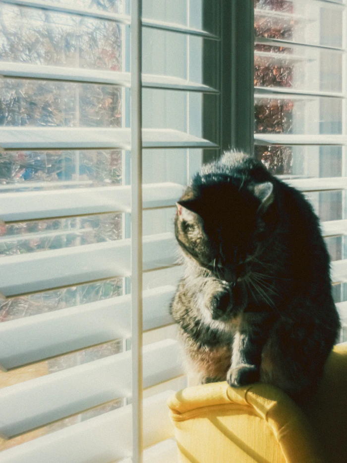 Well-groomed cat by sunny window