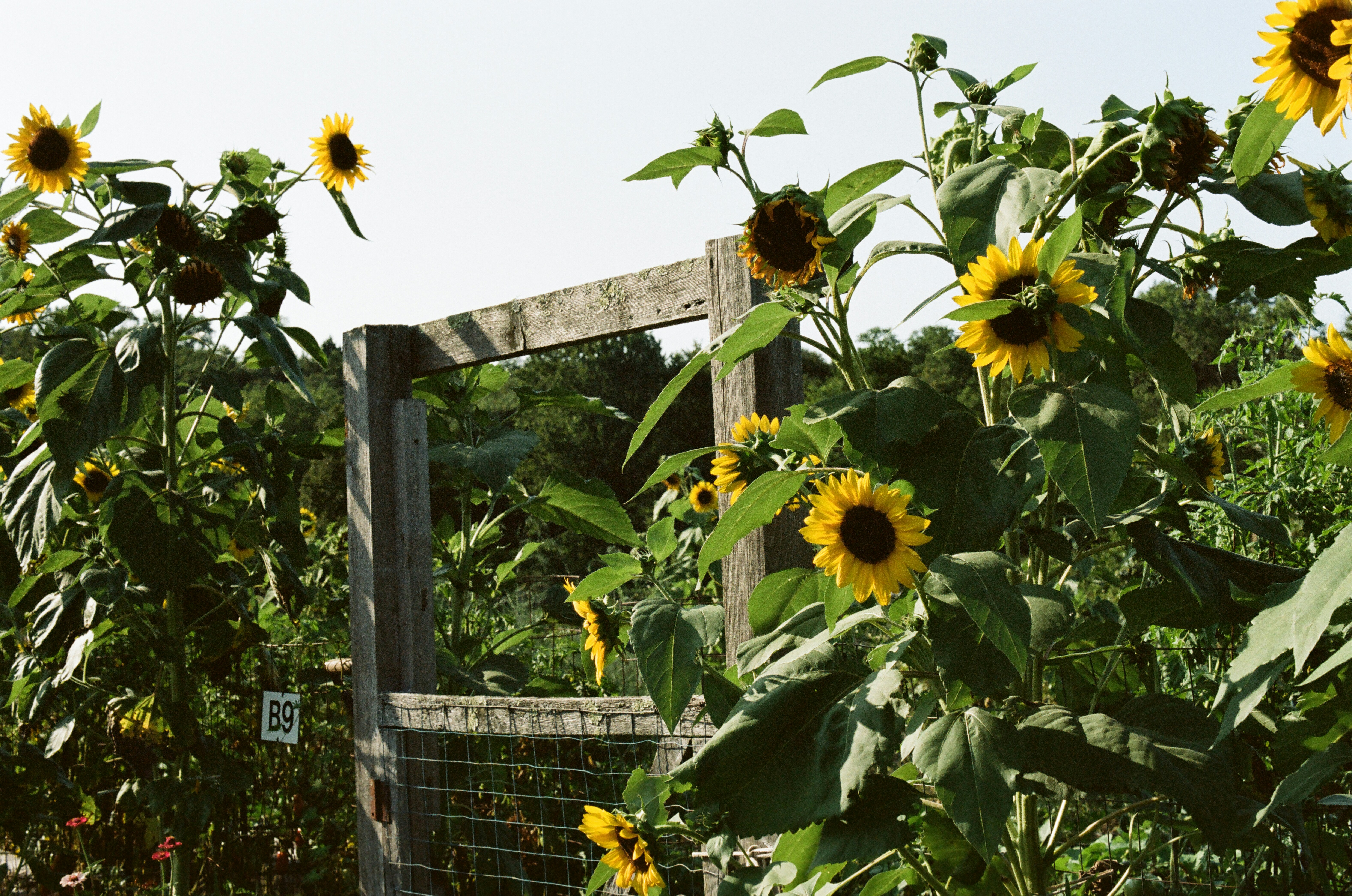 Photo by theolaflamme