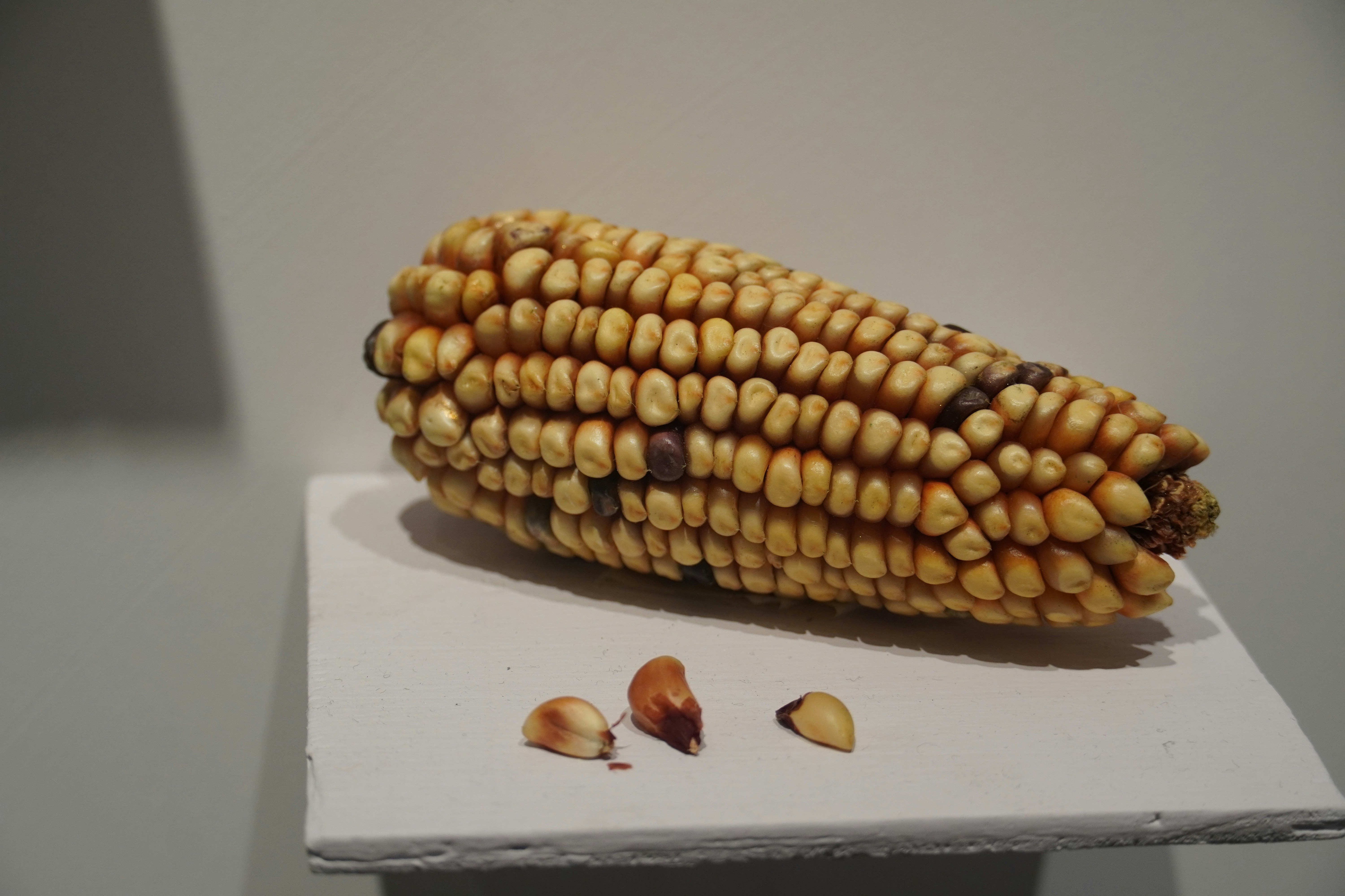 Ear of corn with kernels and three loose kernels