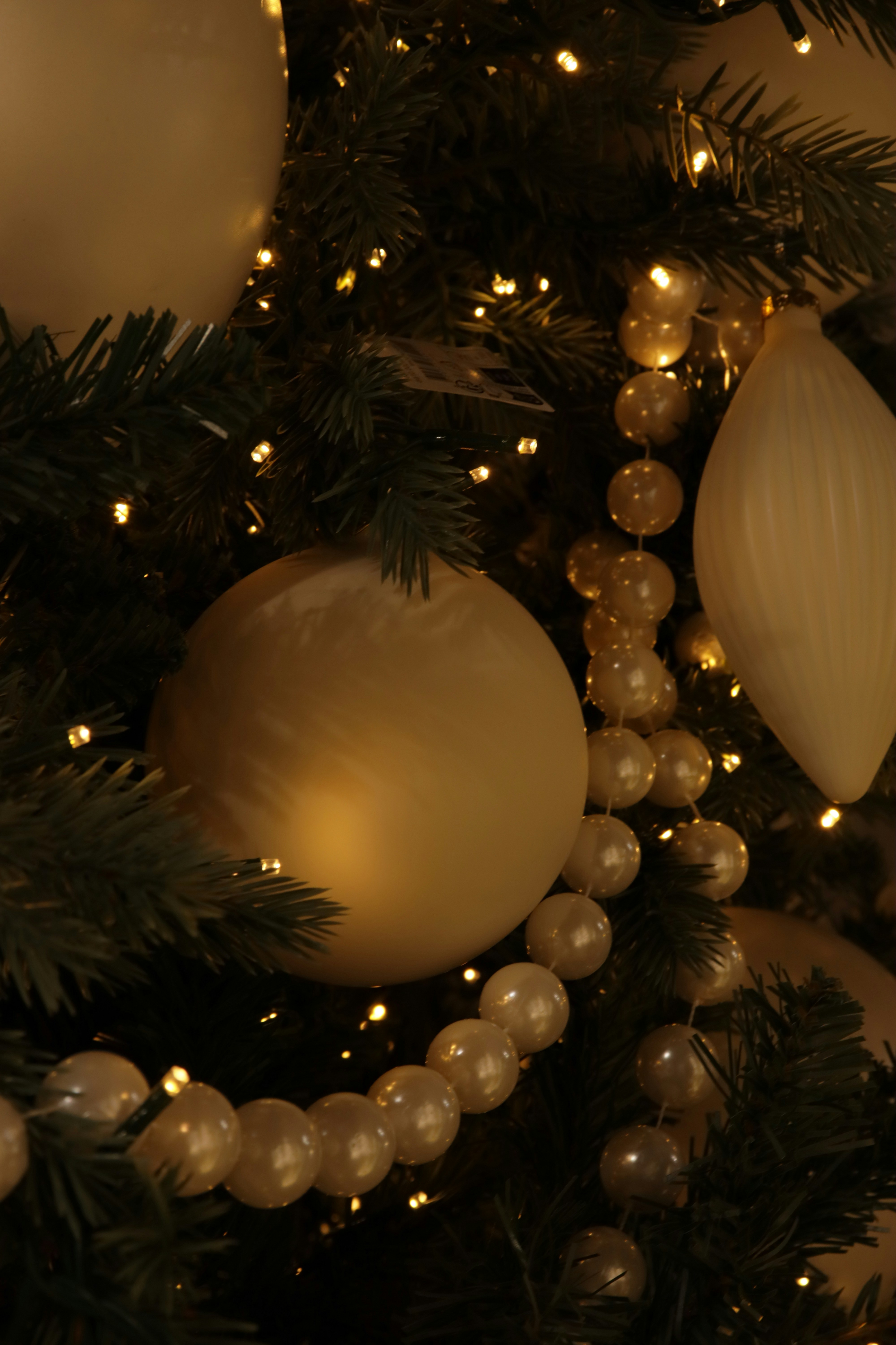 Photo by bored_mongoose