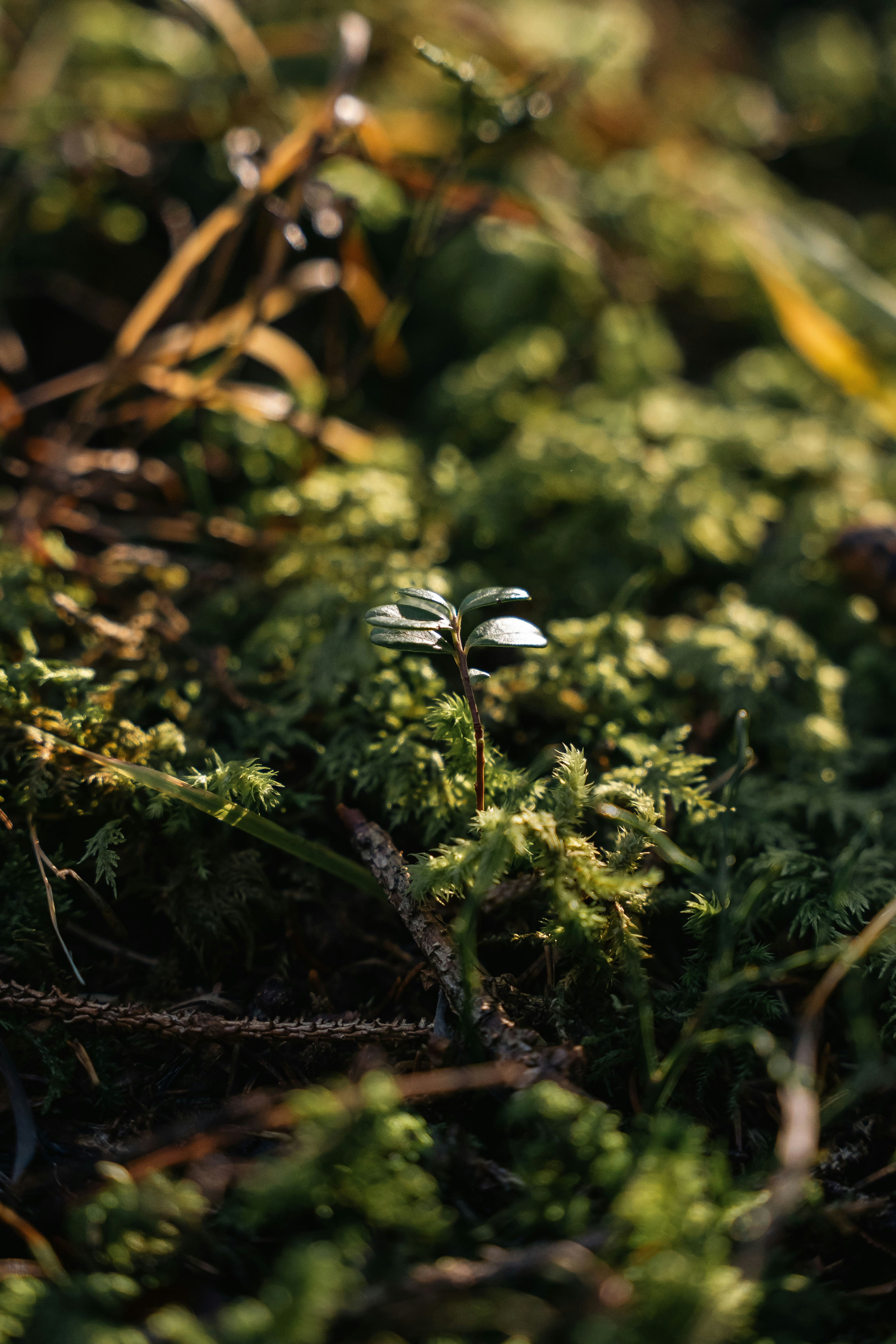 Photo by melina_dominic