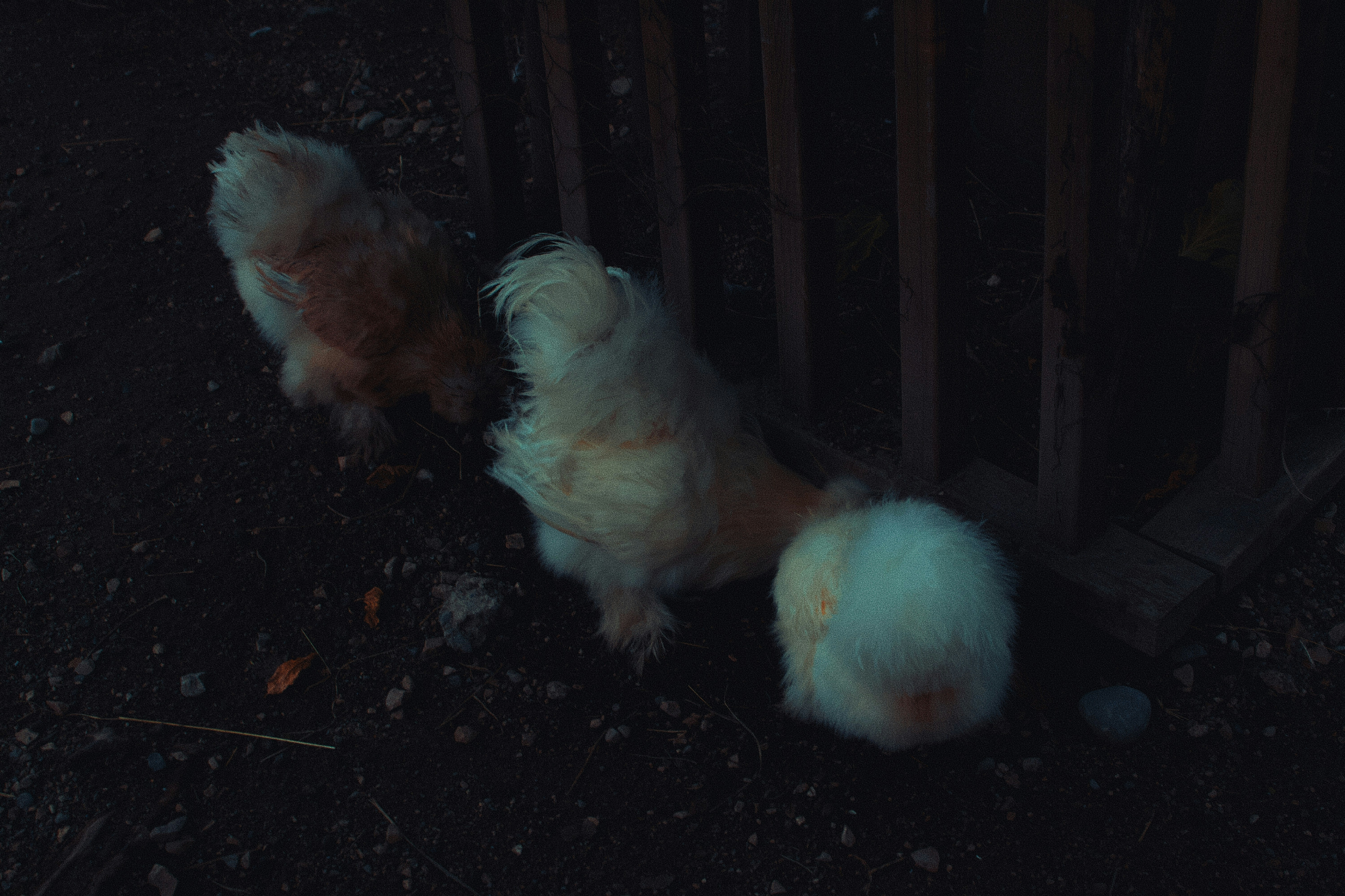 photo-1764060126485-46e72c85f1ed?ixid=M3wxMjA3fDB8MXxzZWFyY2h8Mnx8c2FidW5nJTIwYXlhbXxlbnwwfHx8fDE3NjU2NDE4MjN8MA\u0026ixlib=rb-4.1.0