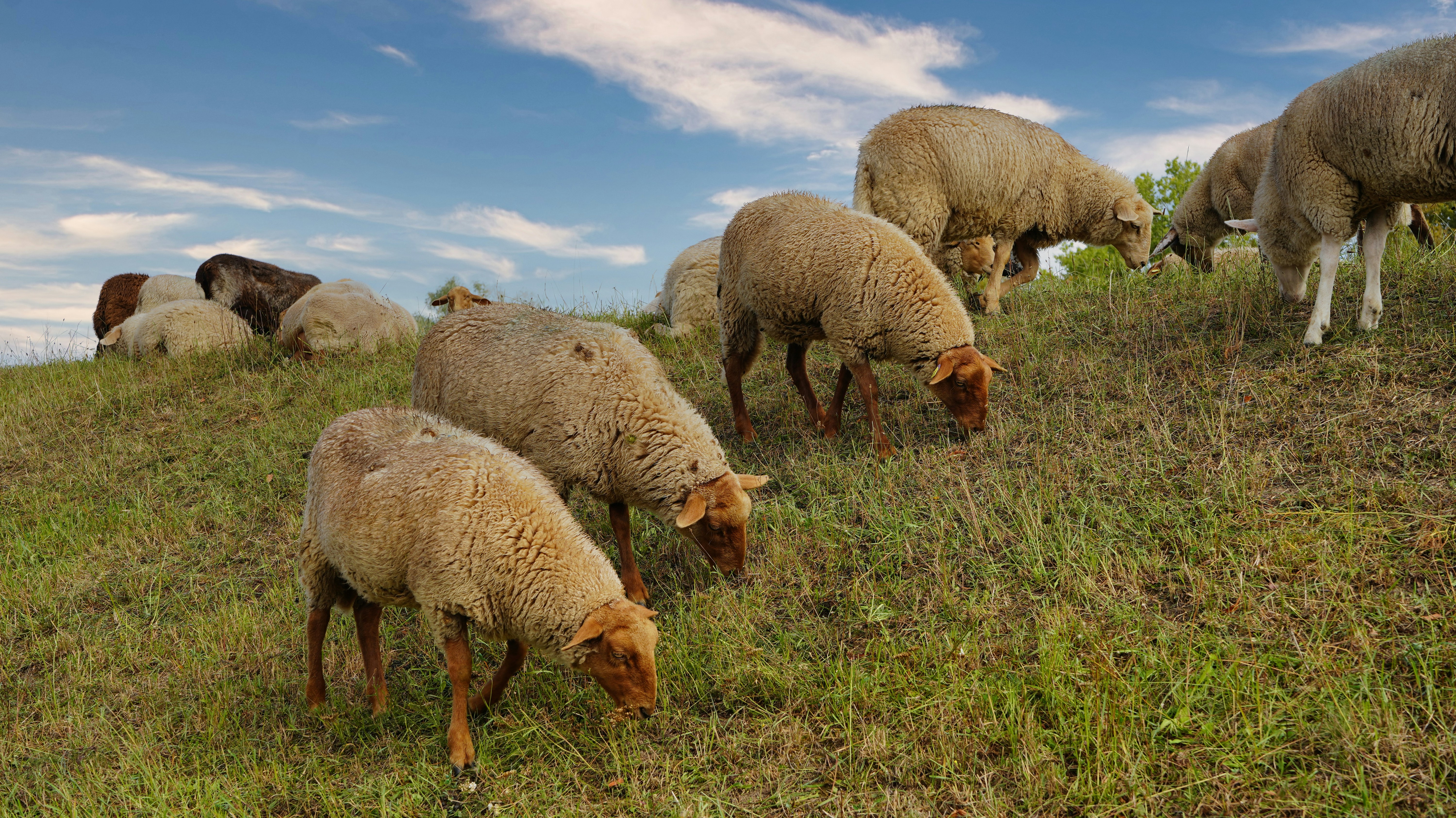 Sheep grazing on a grassy hillside under a blue sky.
