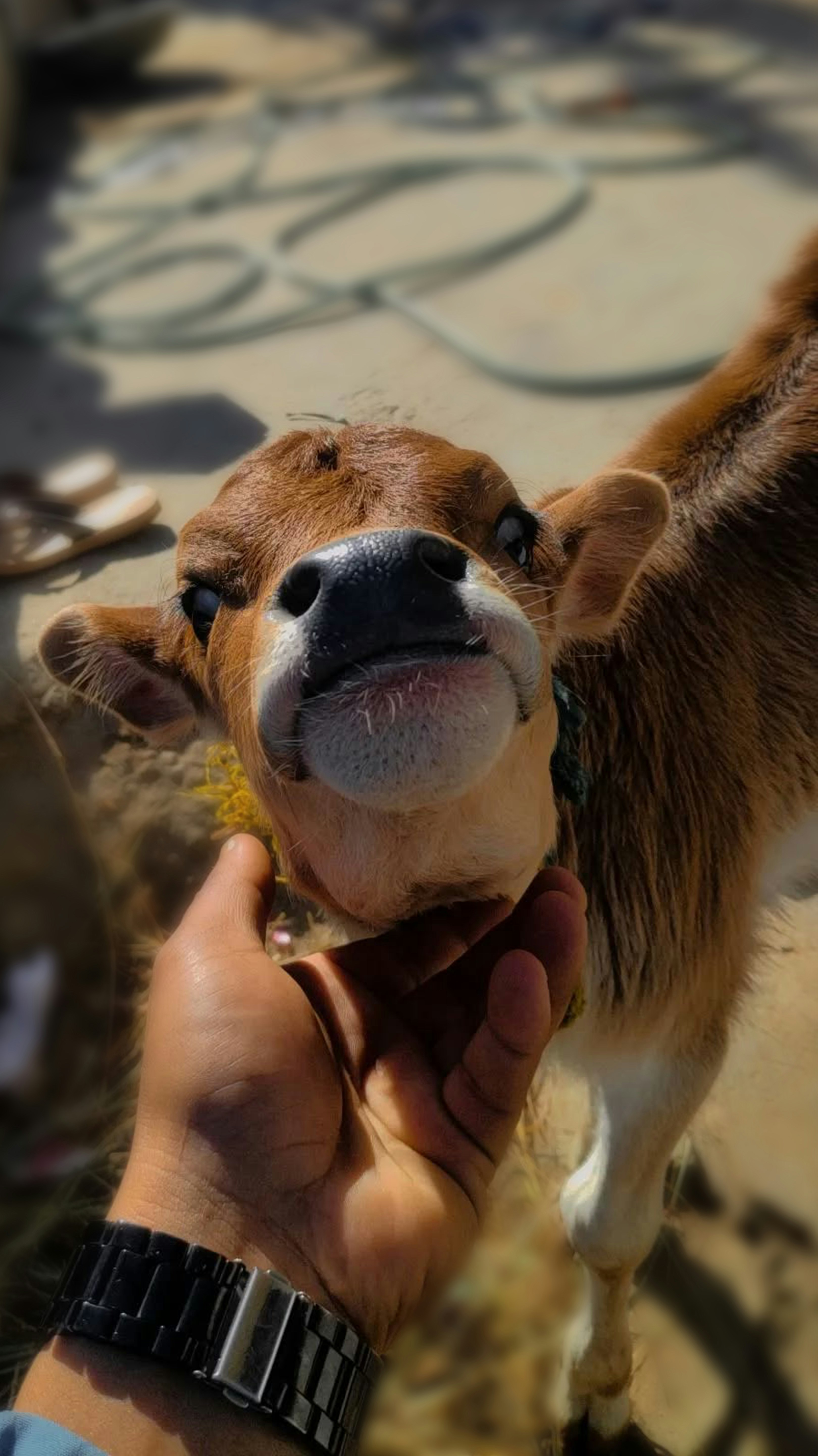 A person pets a curious young calf.