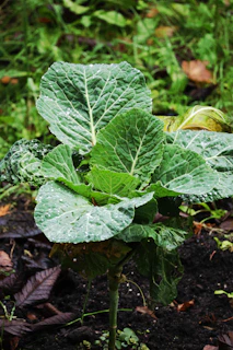 A young cabbage plant growing in dark soil.
