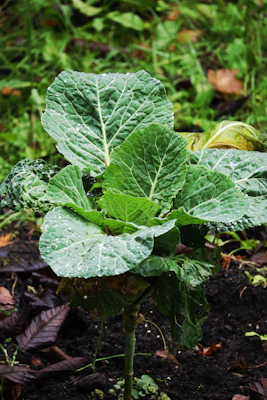 A young cabbage plant growing in dark soil.