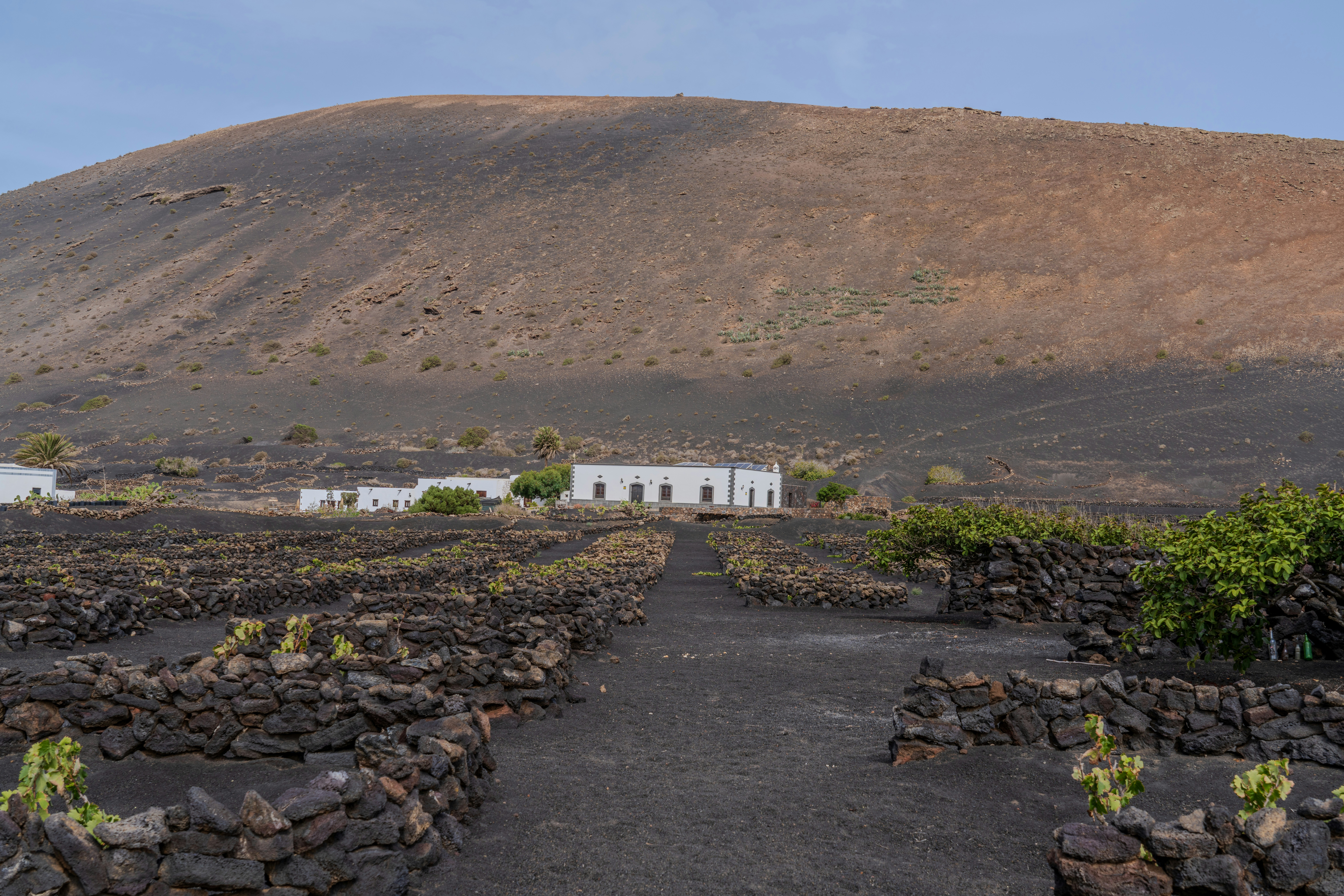 Vineyard with buildings and barren hill
