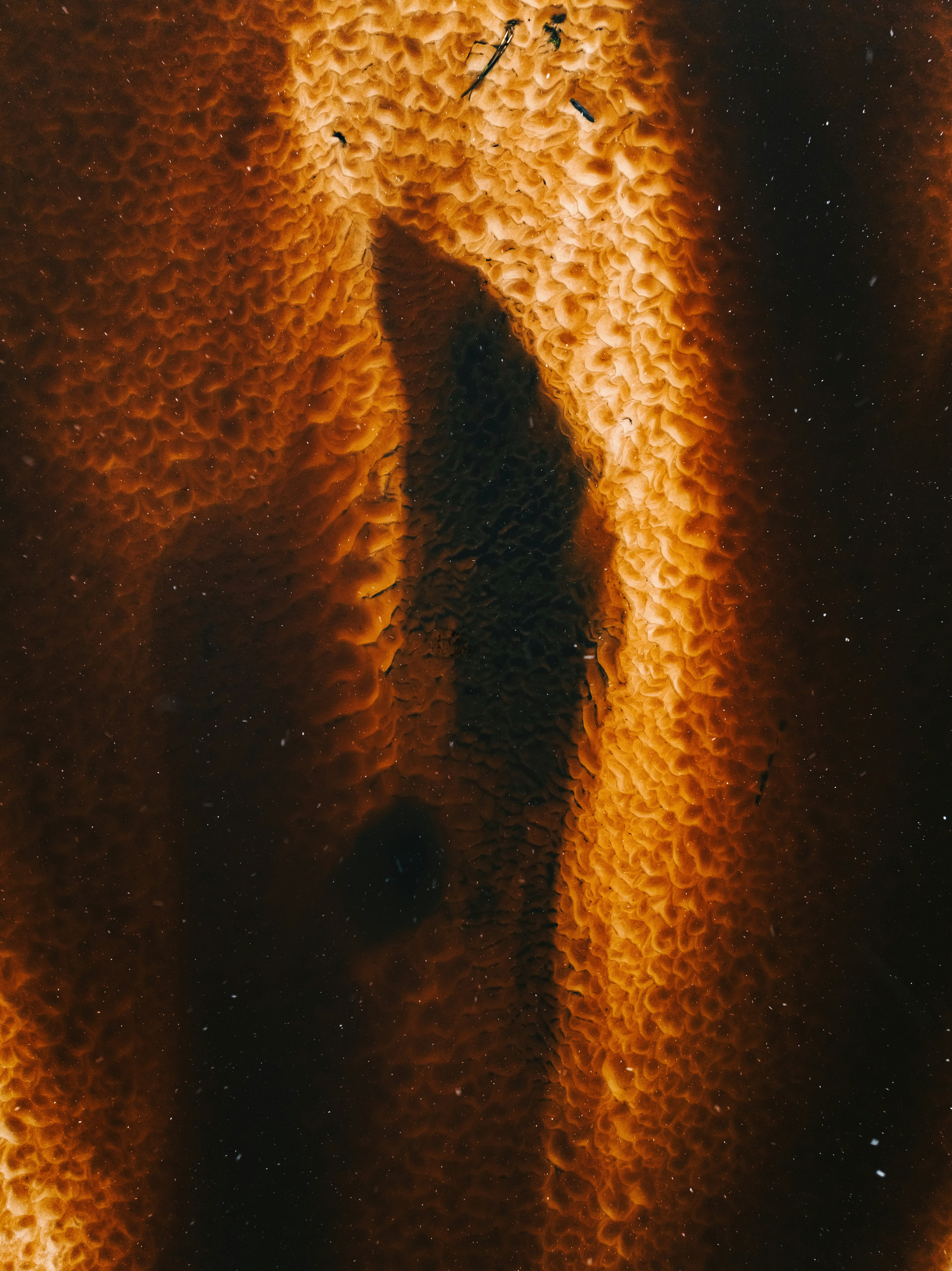 Photo by kristapsungurs