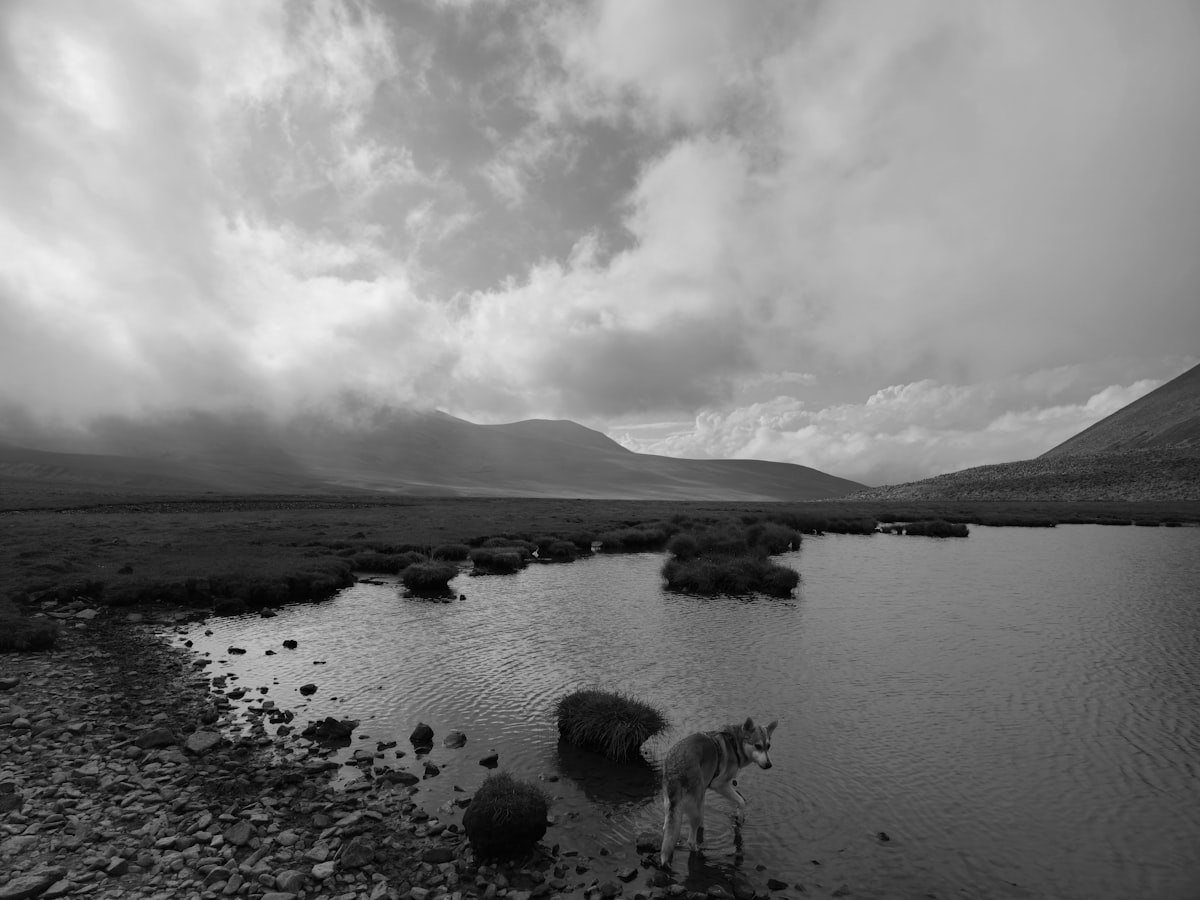 A dog standing by a calm mountain lake under cloudy skies