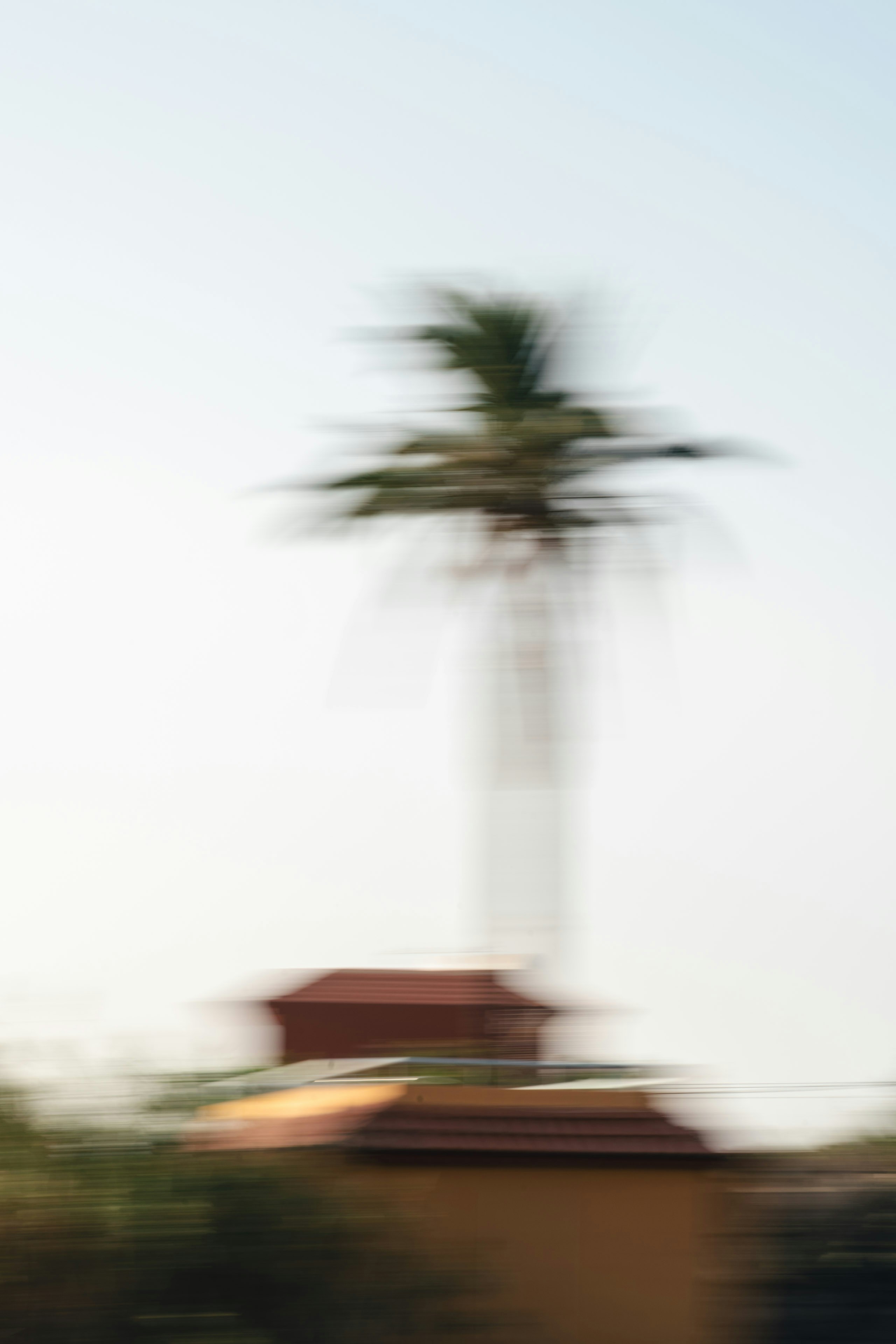 Blurry palm tree above rooftops against a bright sky.