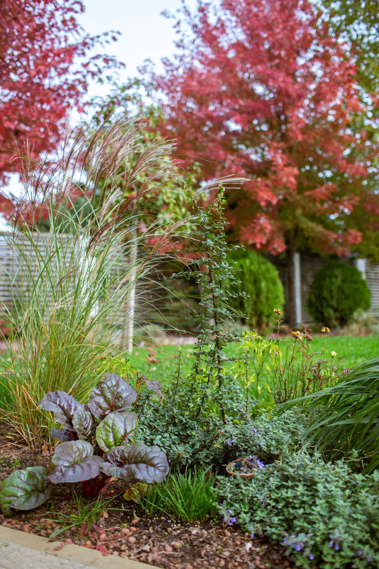 Colorful autumn garden with ornamental grasses and shrubs