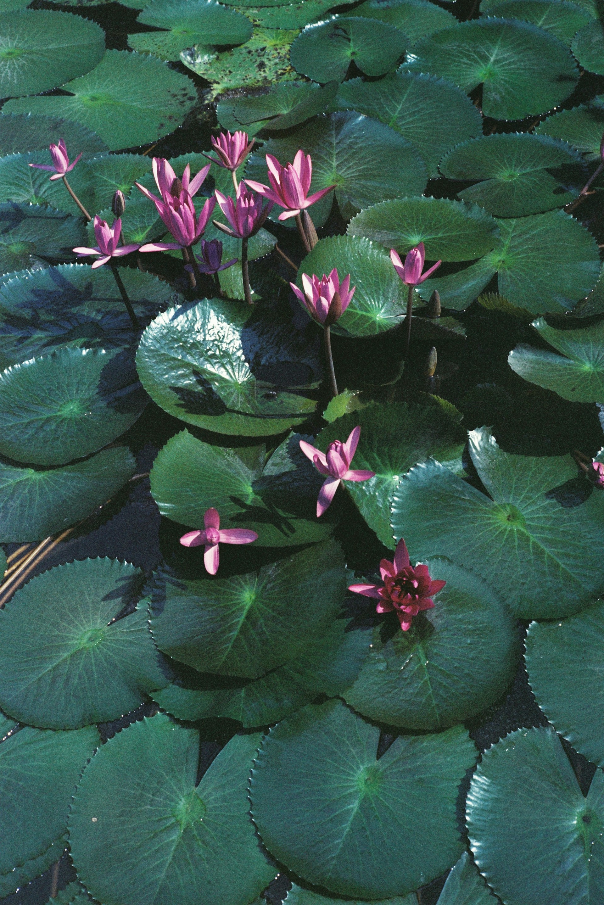 Pink water lilies bloom among large green lily pads.