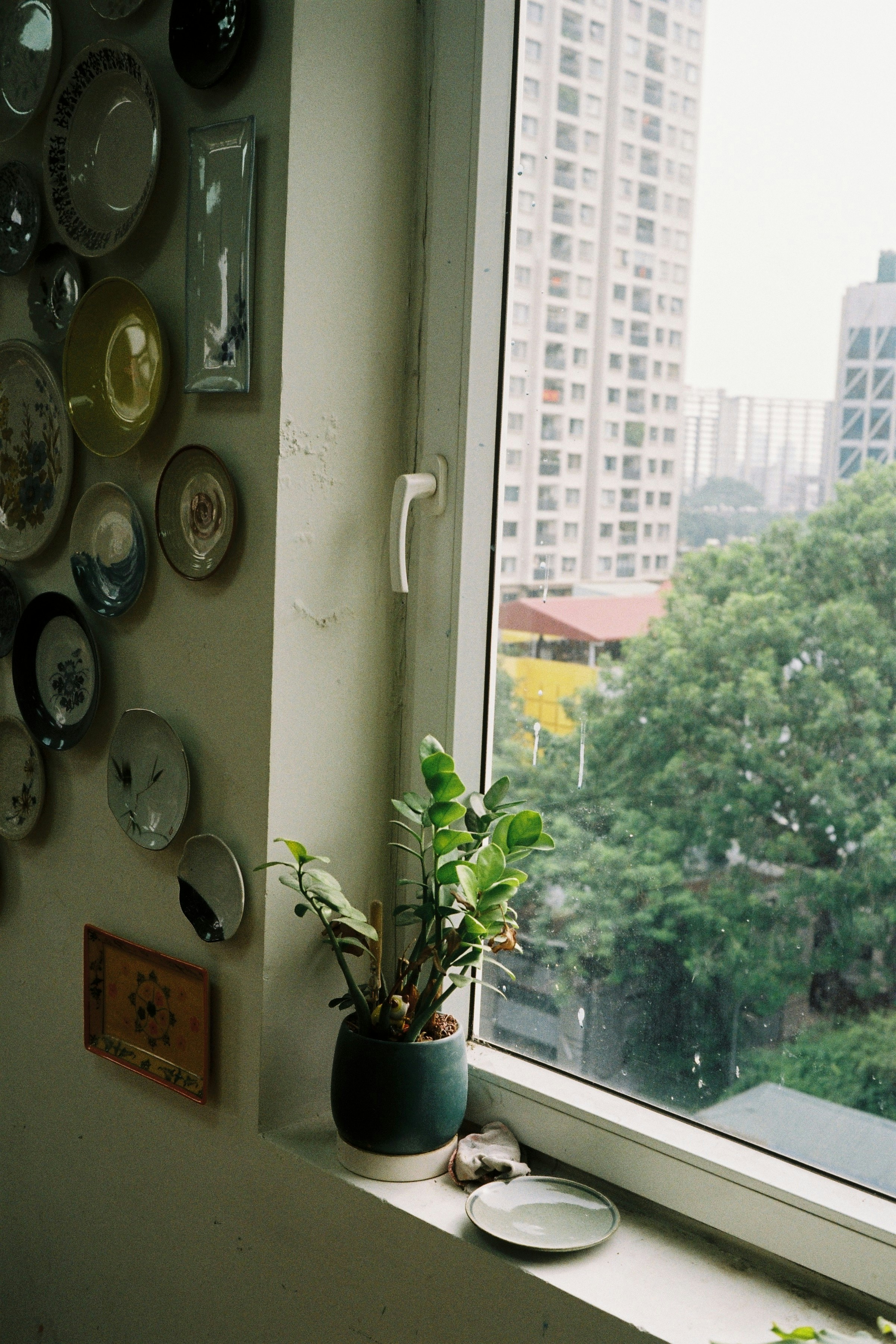 Potted plant on windowsill with decorative plates on wall.