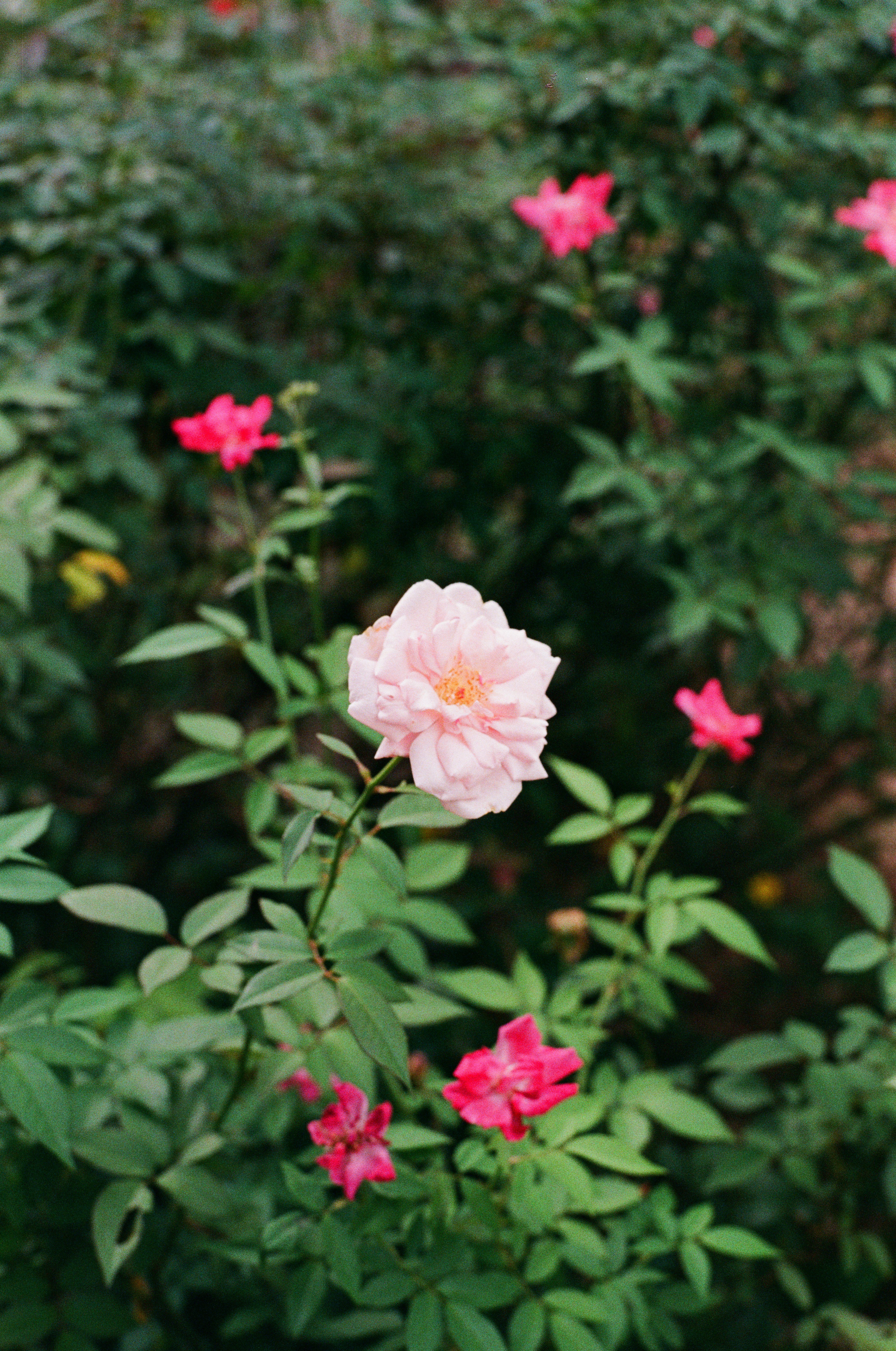 Photo by donguyenkhanhs