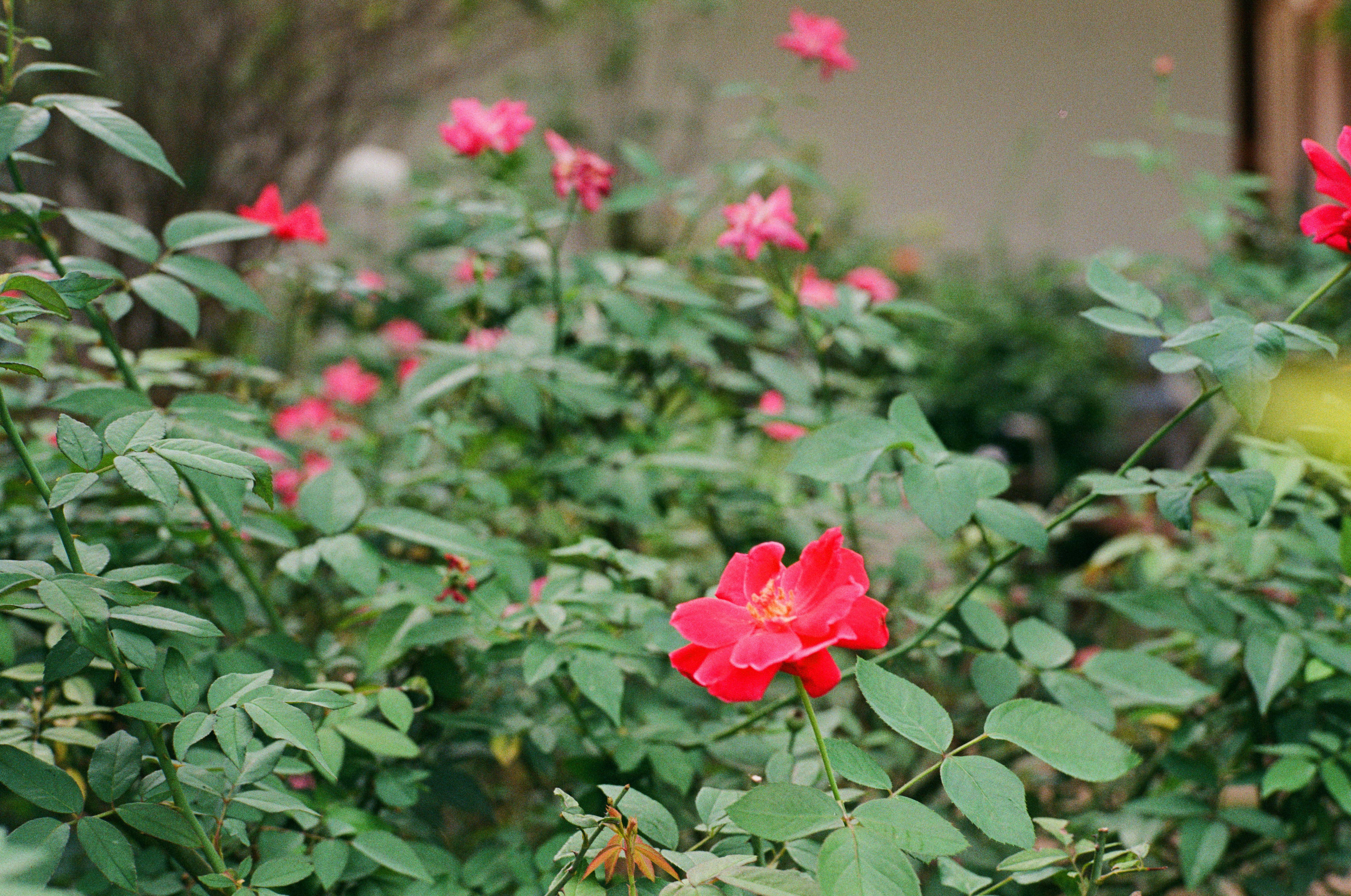 Photo by donguyenkhanhs