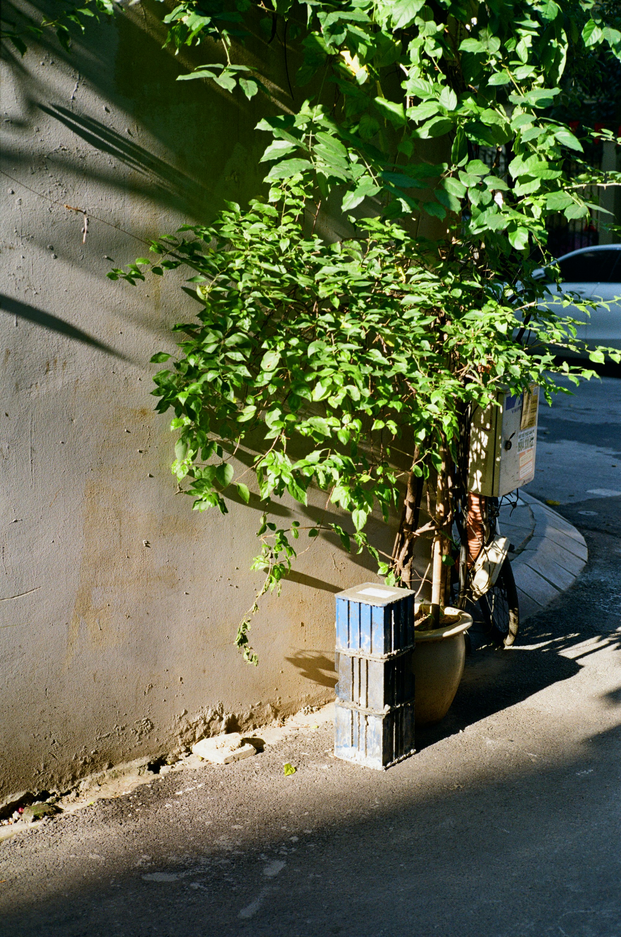 Green bush next to stacked crates on pavement.