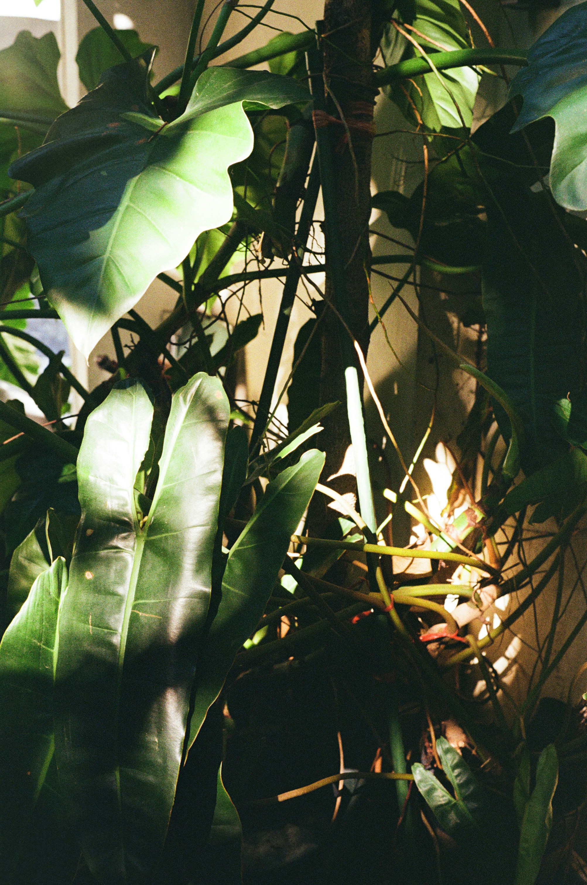 Lush green houseplants bathed in soft sunlight.