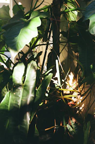Lush green houseplants bathed in soft sunlight