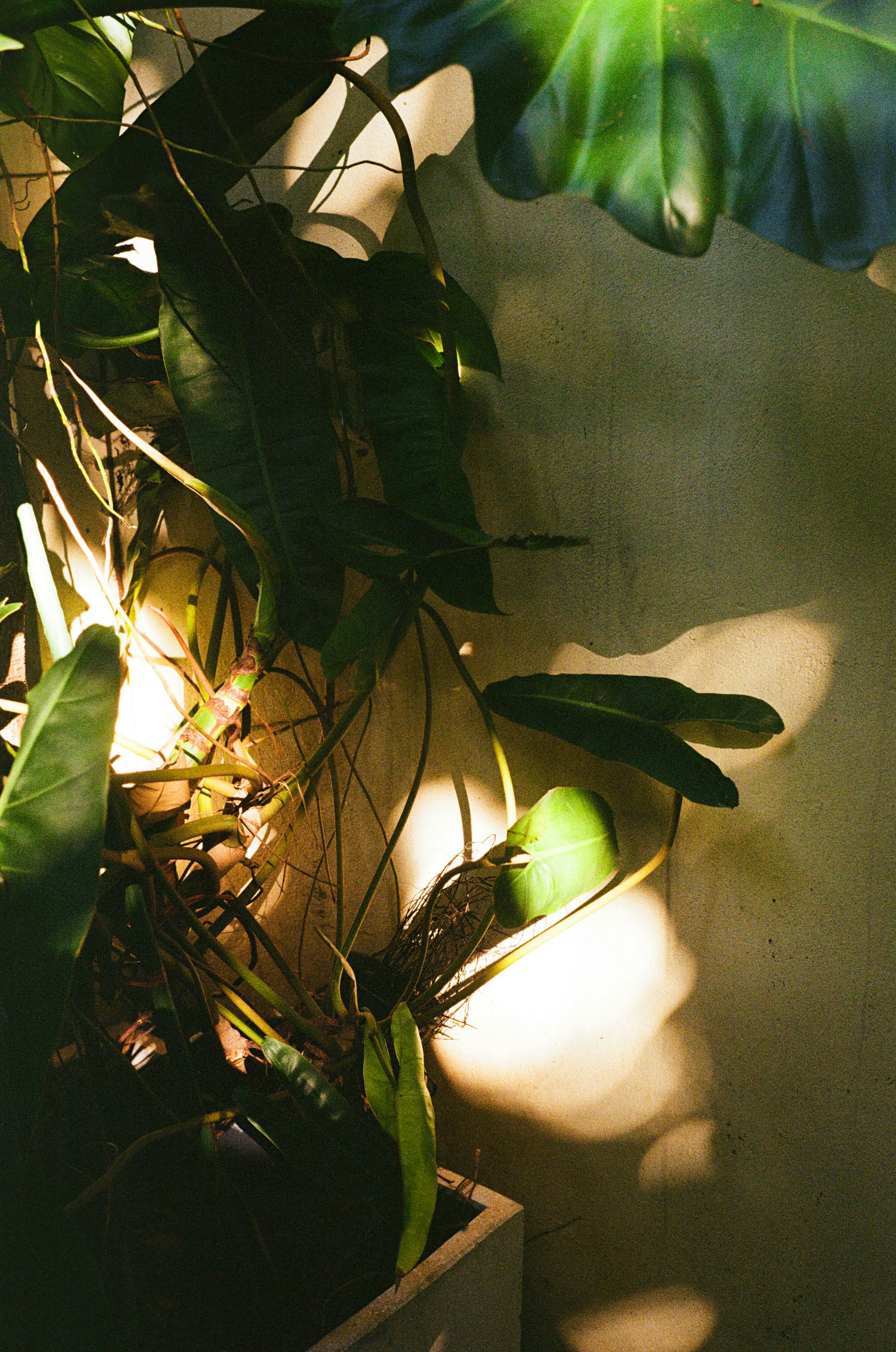 Photo by donguyenkhanhs