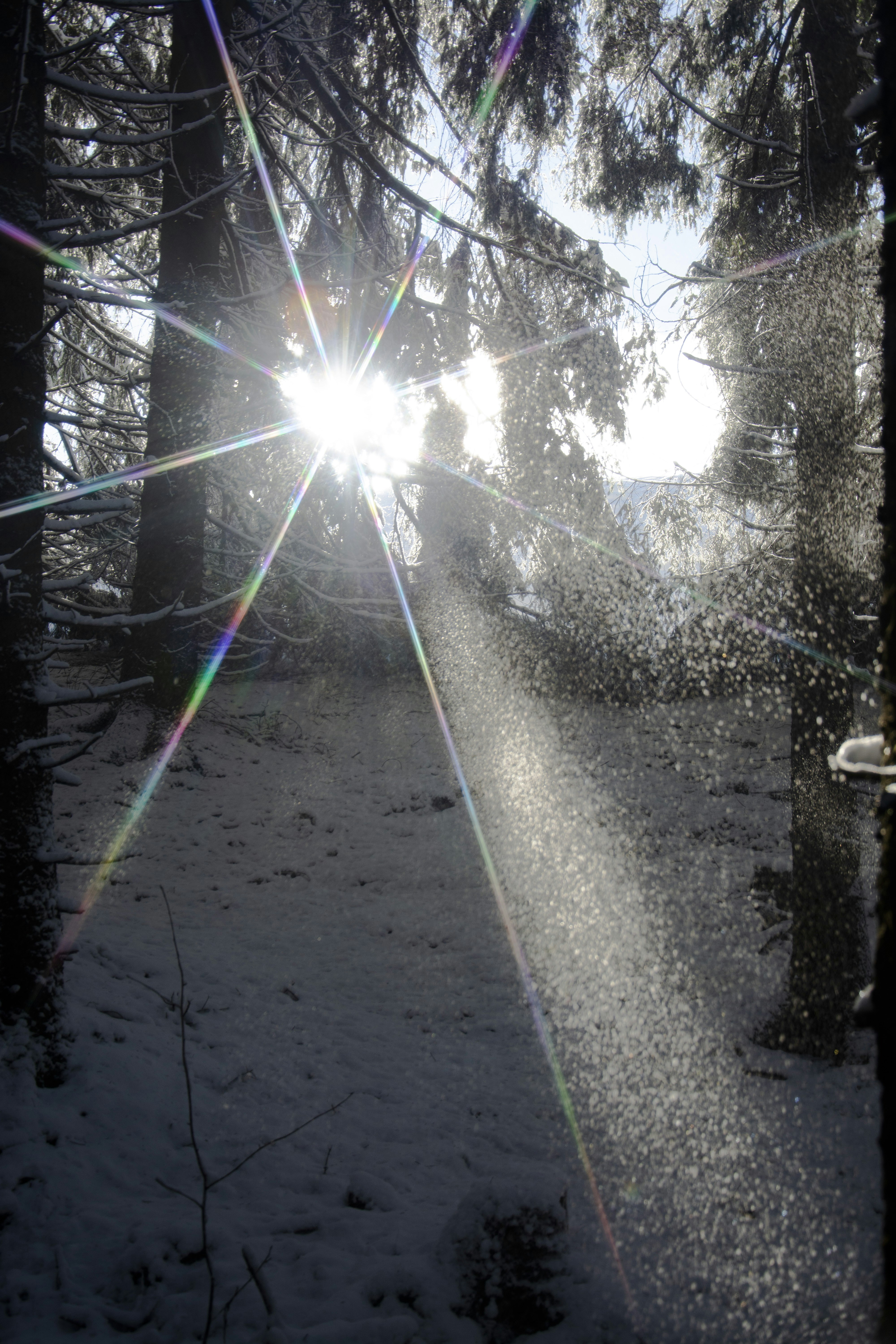 Sunbeams shine through snowy forest trees