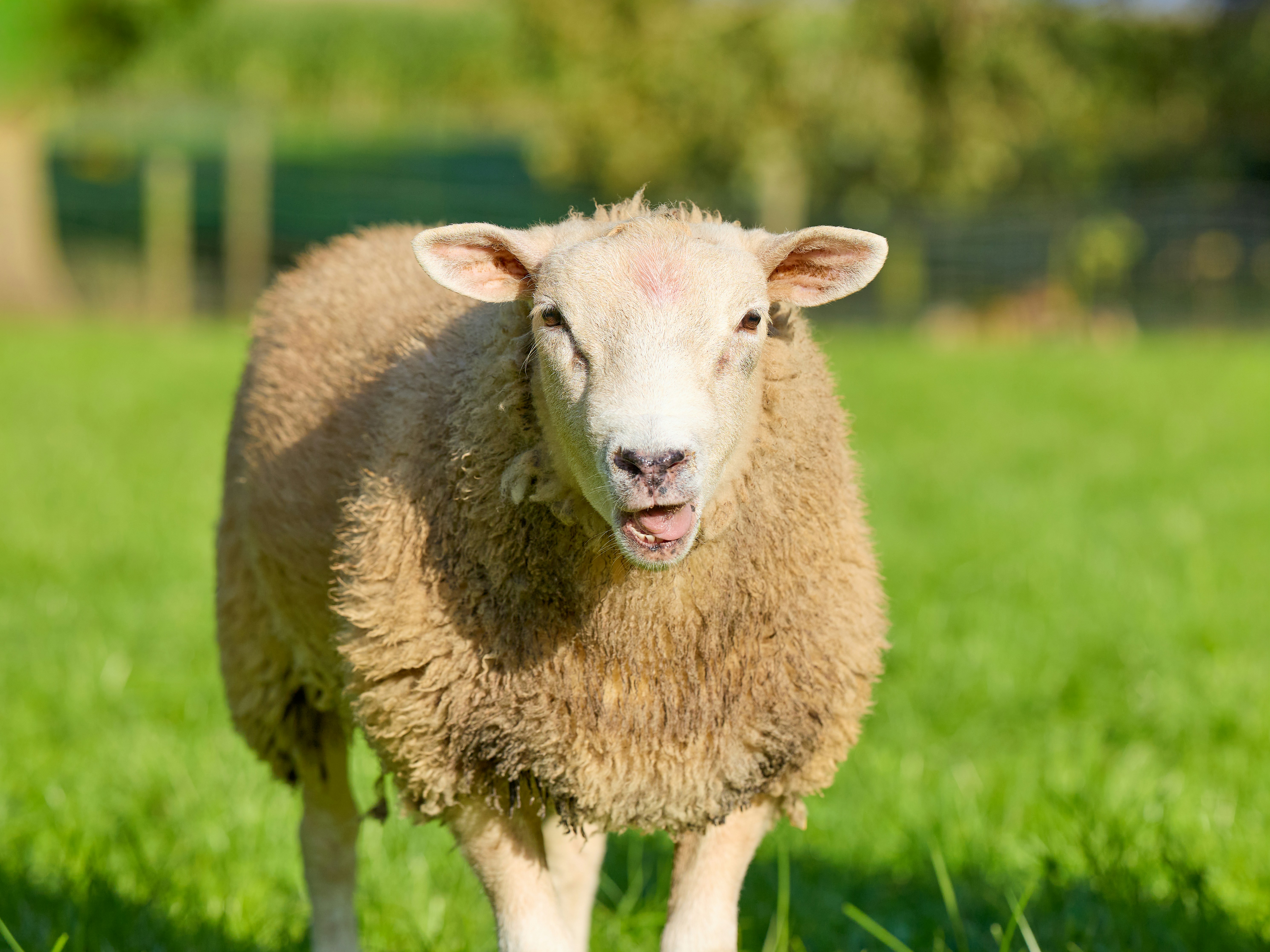 Photo by erwinbosman