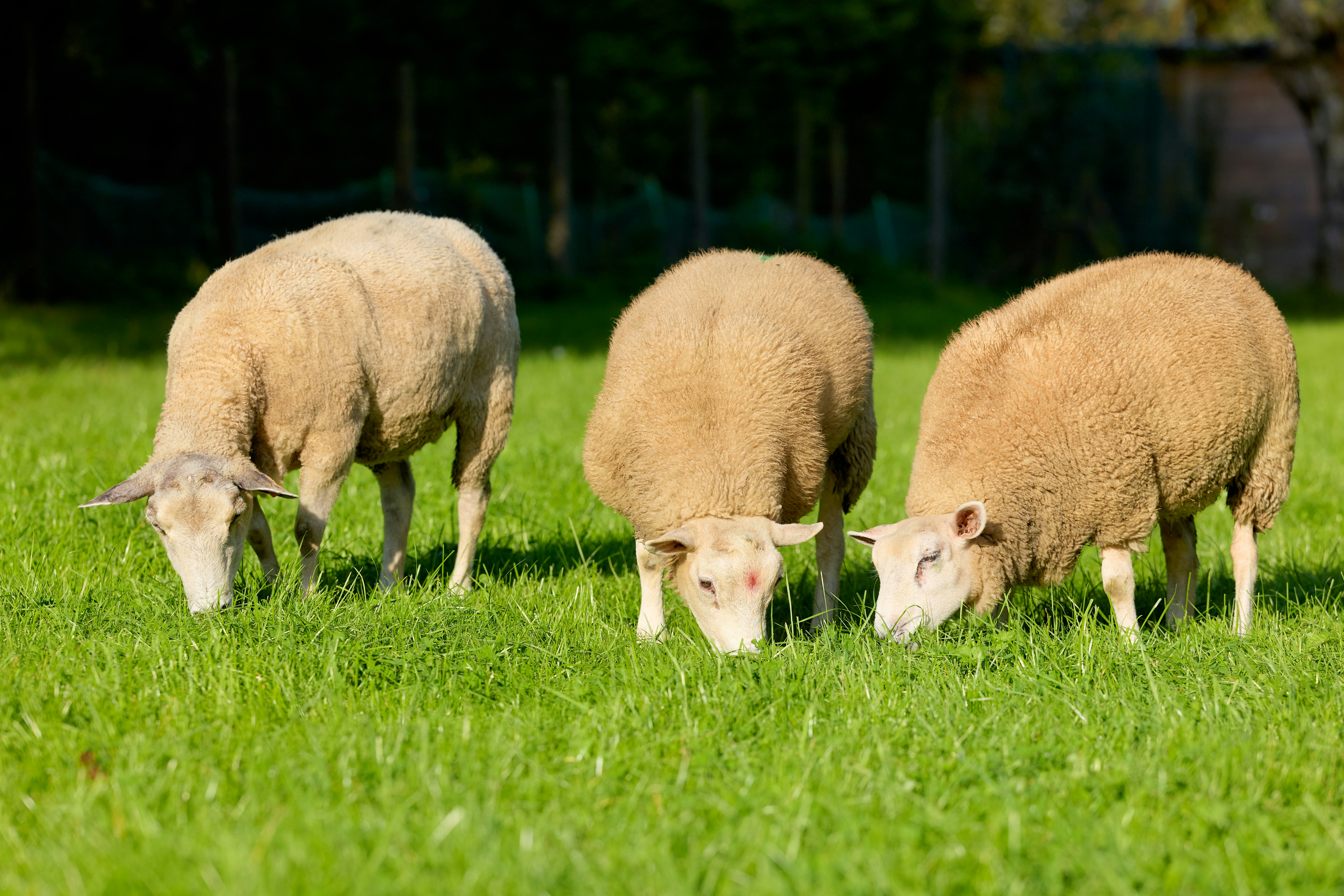 Photo by erwinbosman