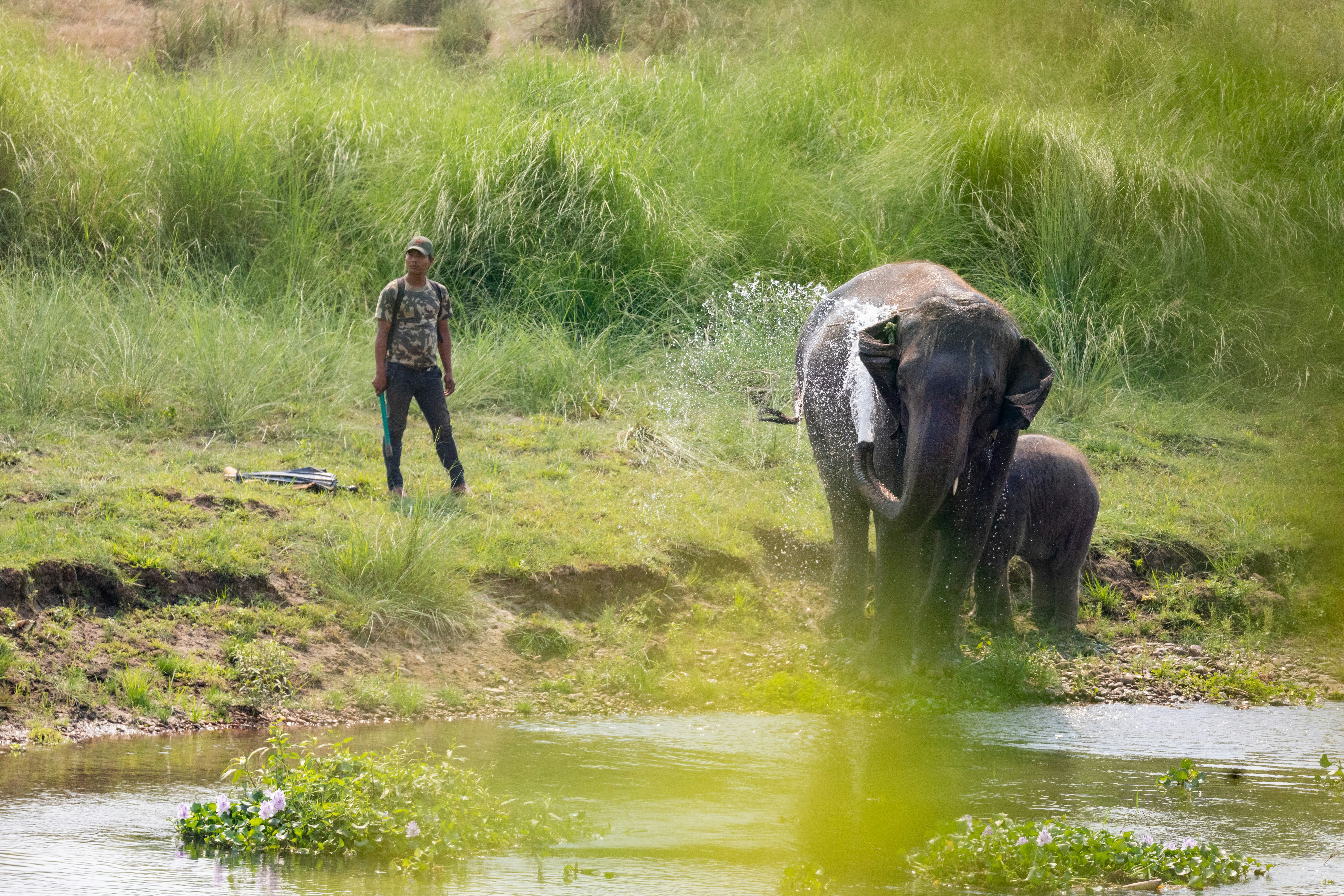 Gajah dan anak sapi di dekat air dengan orang yang mengawasi orang.