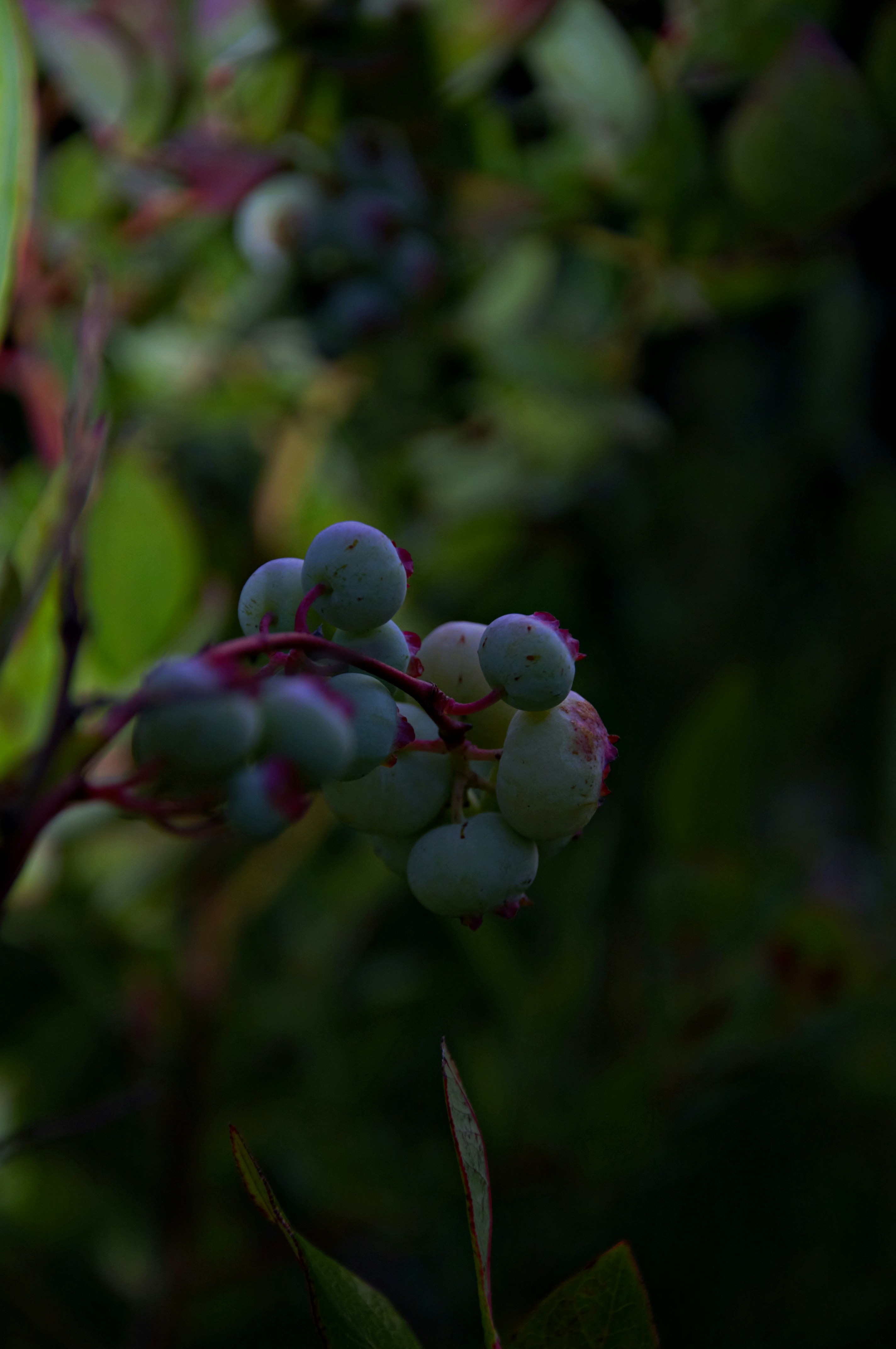 Unripe blueberries on a branch in dim light.