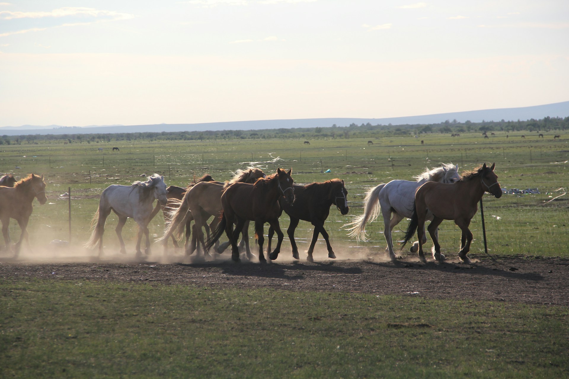 A herd of horses running across a grassy field.