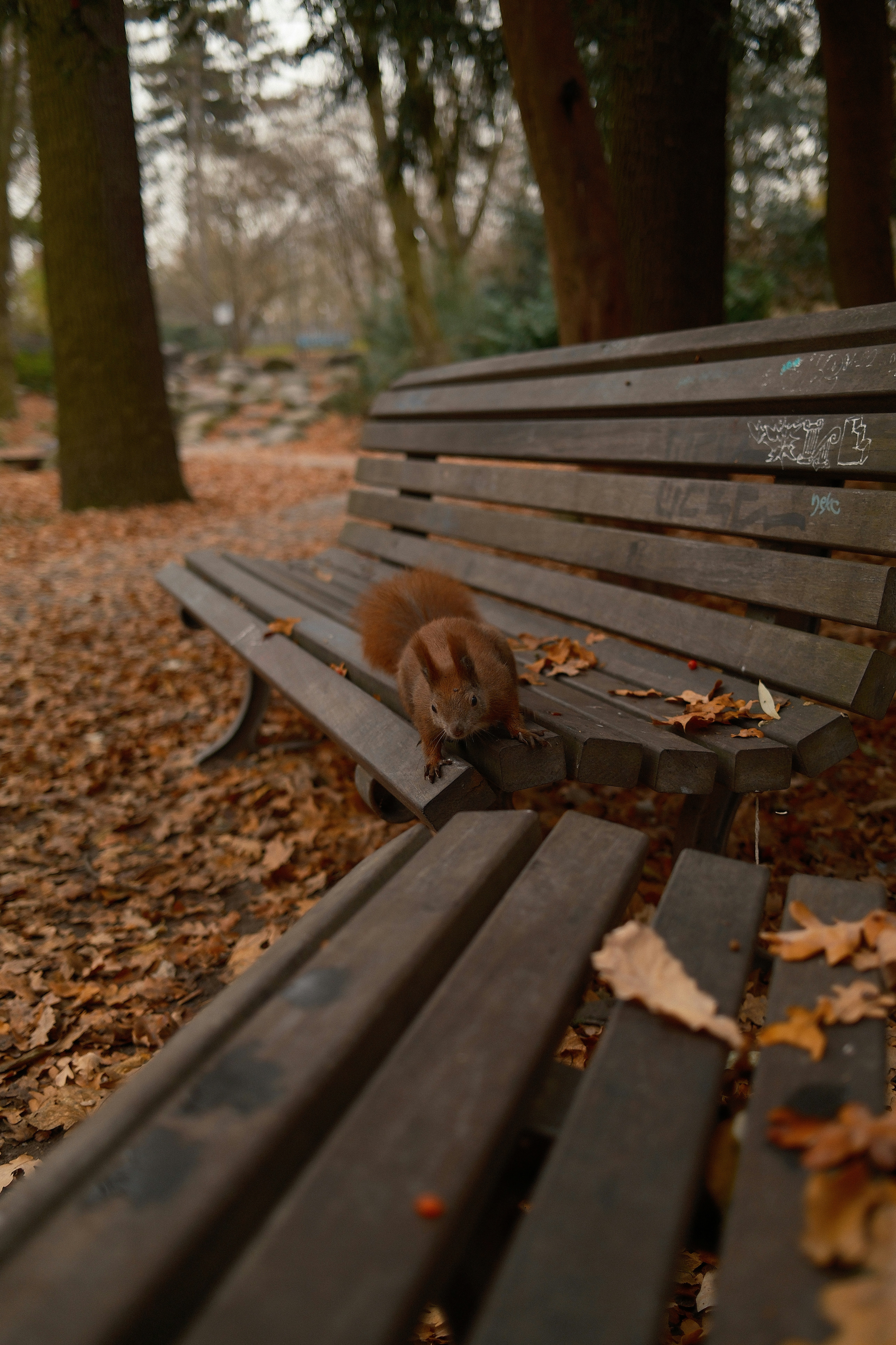 A squirrel sits on a park bench in autumn.