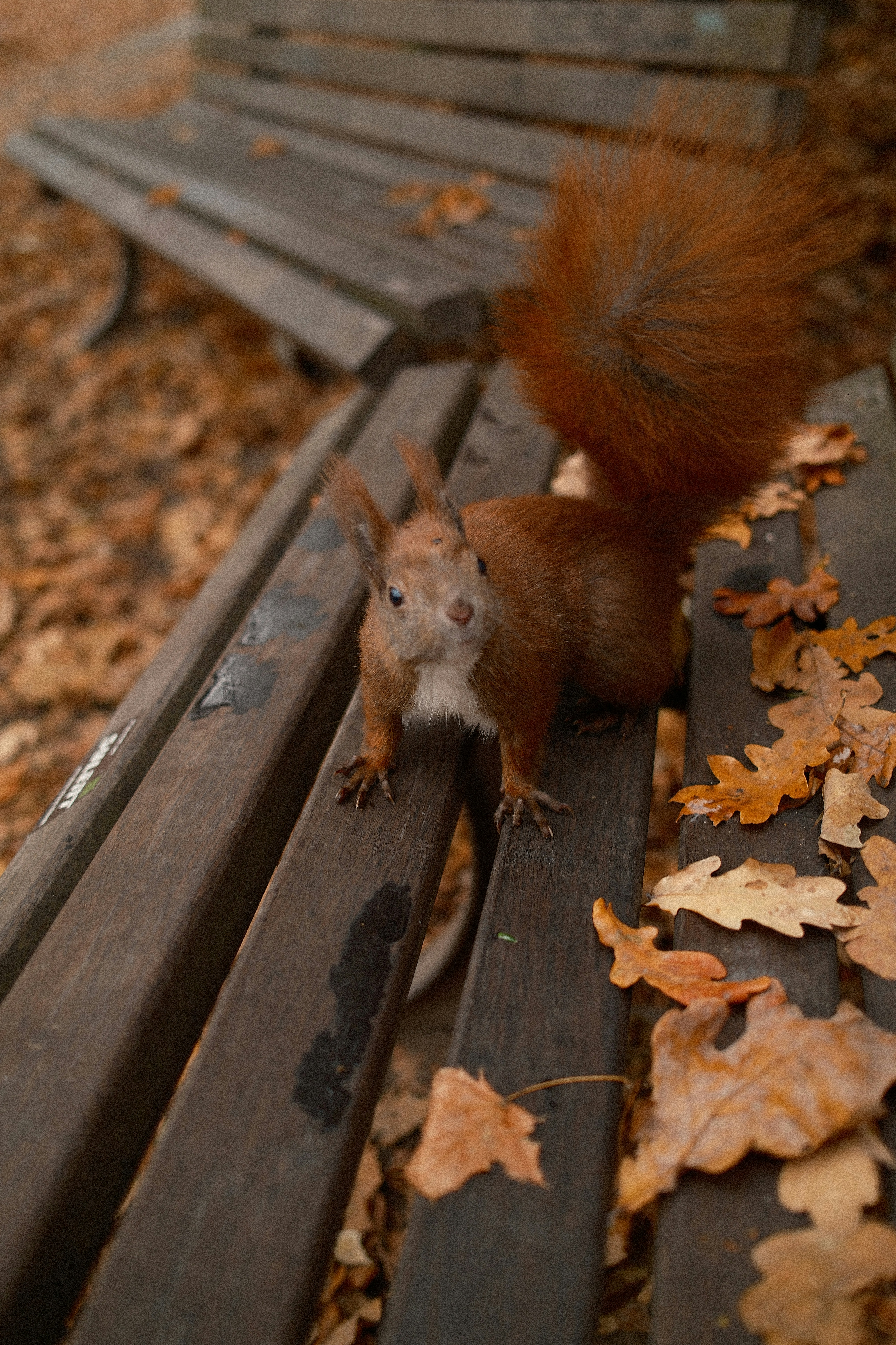 A squirrel sits on a park bench with fallen leaves.