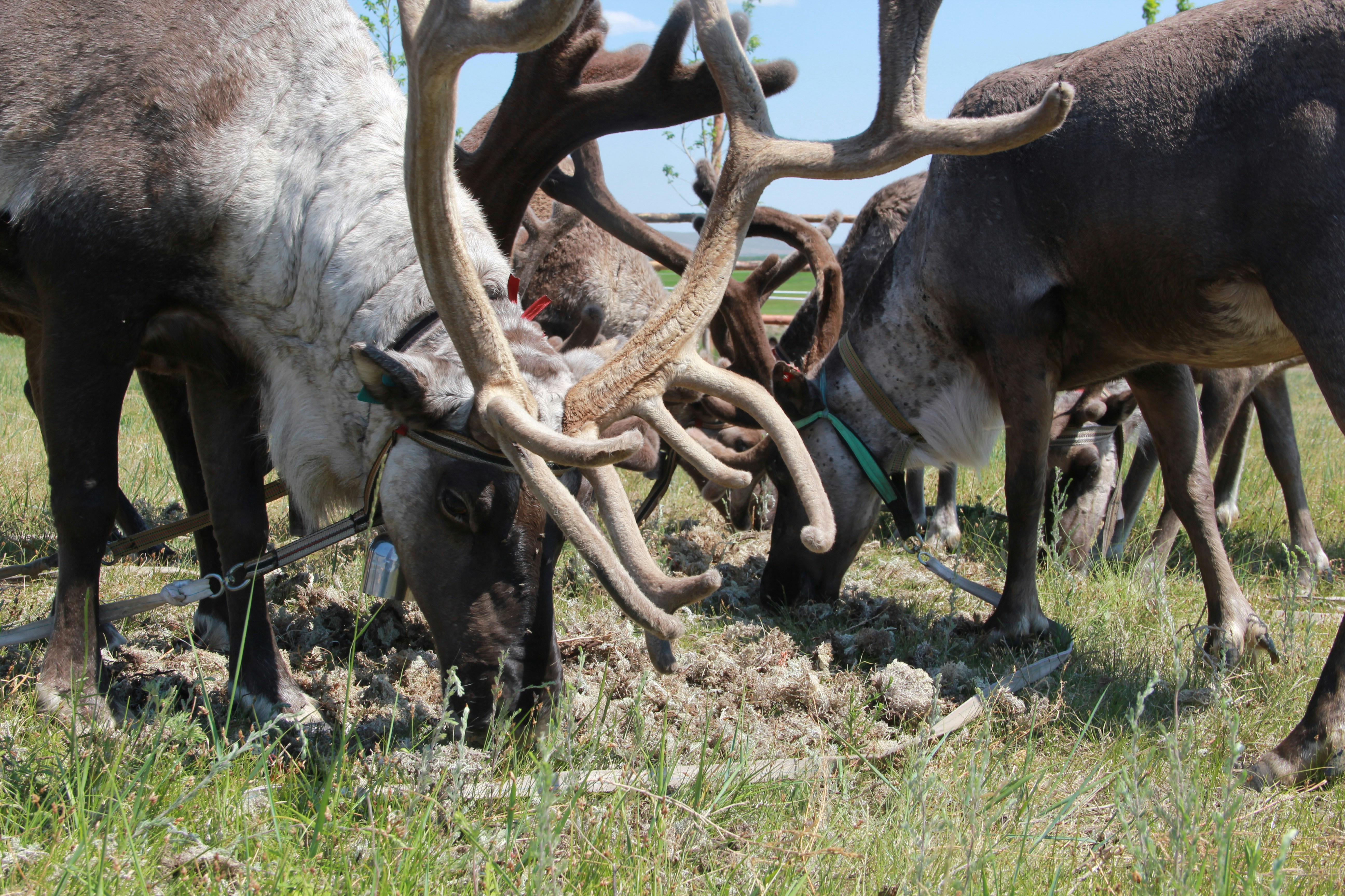 Herd of reindeer grazing in a grassy field.