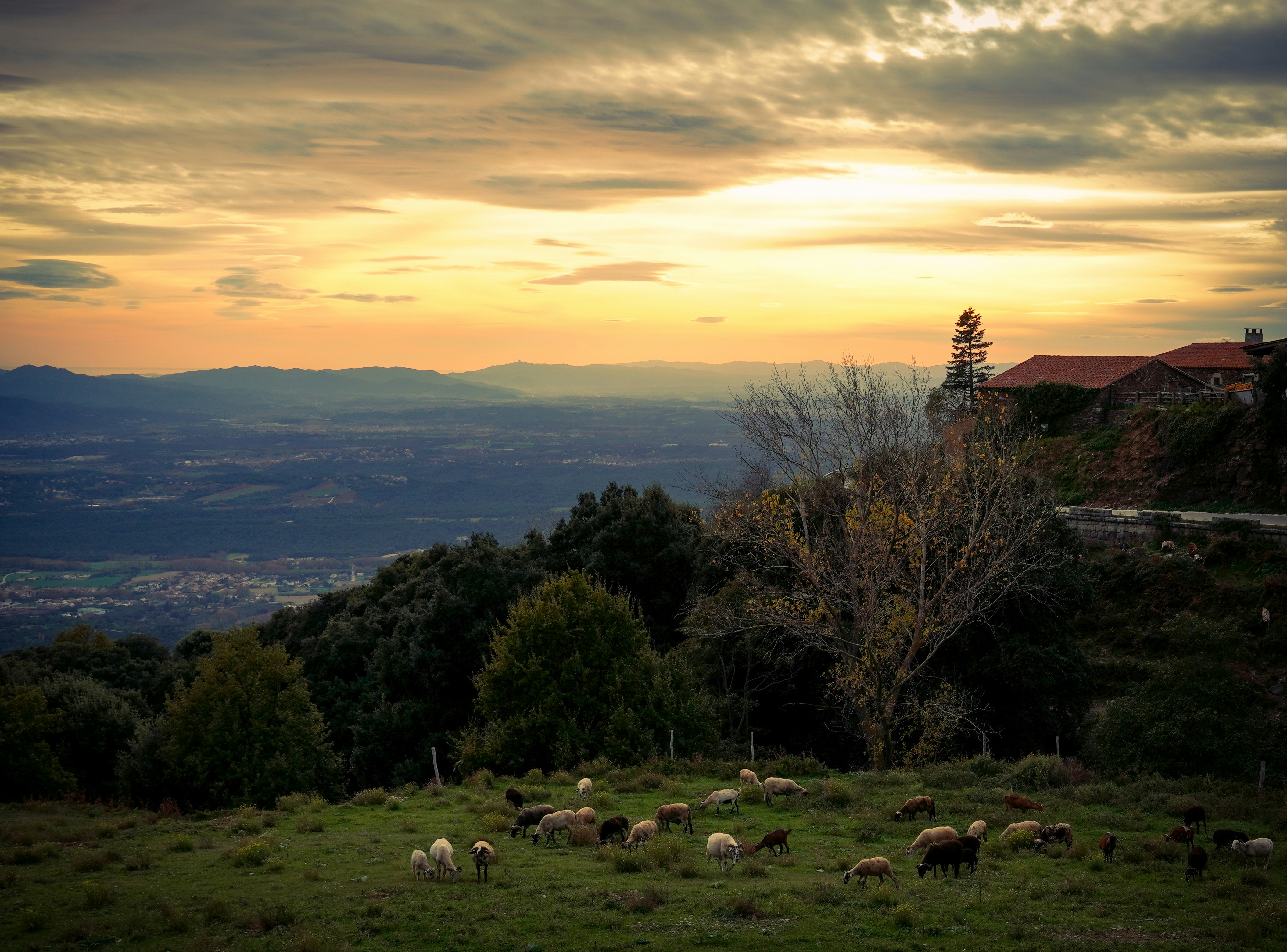 Sheep grazing on a hillside at sunset