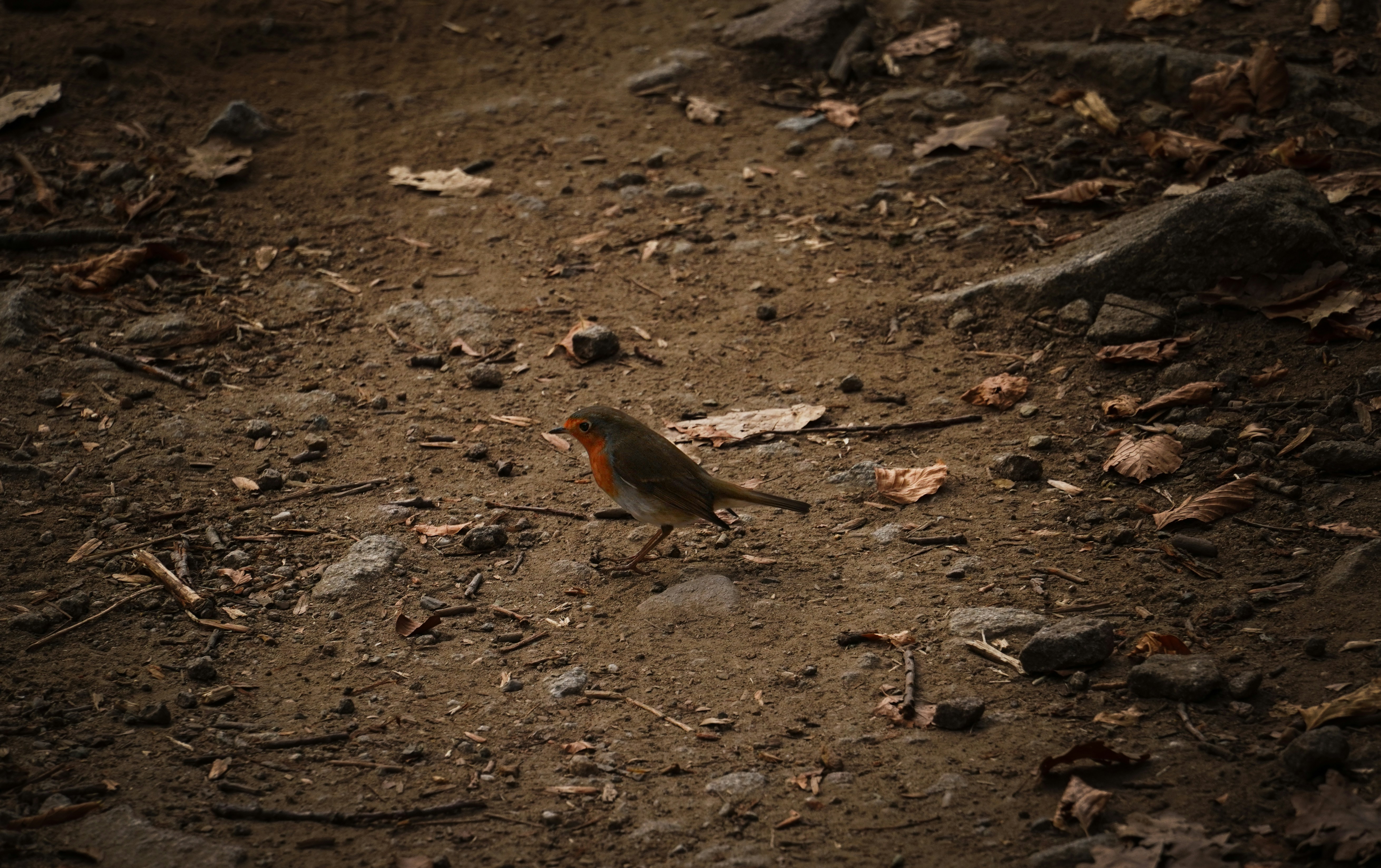 A robin walks on a dirt path.