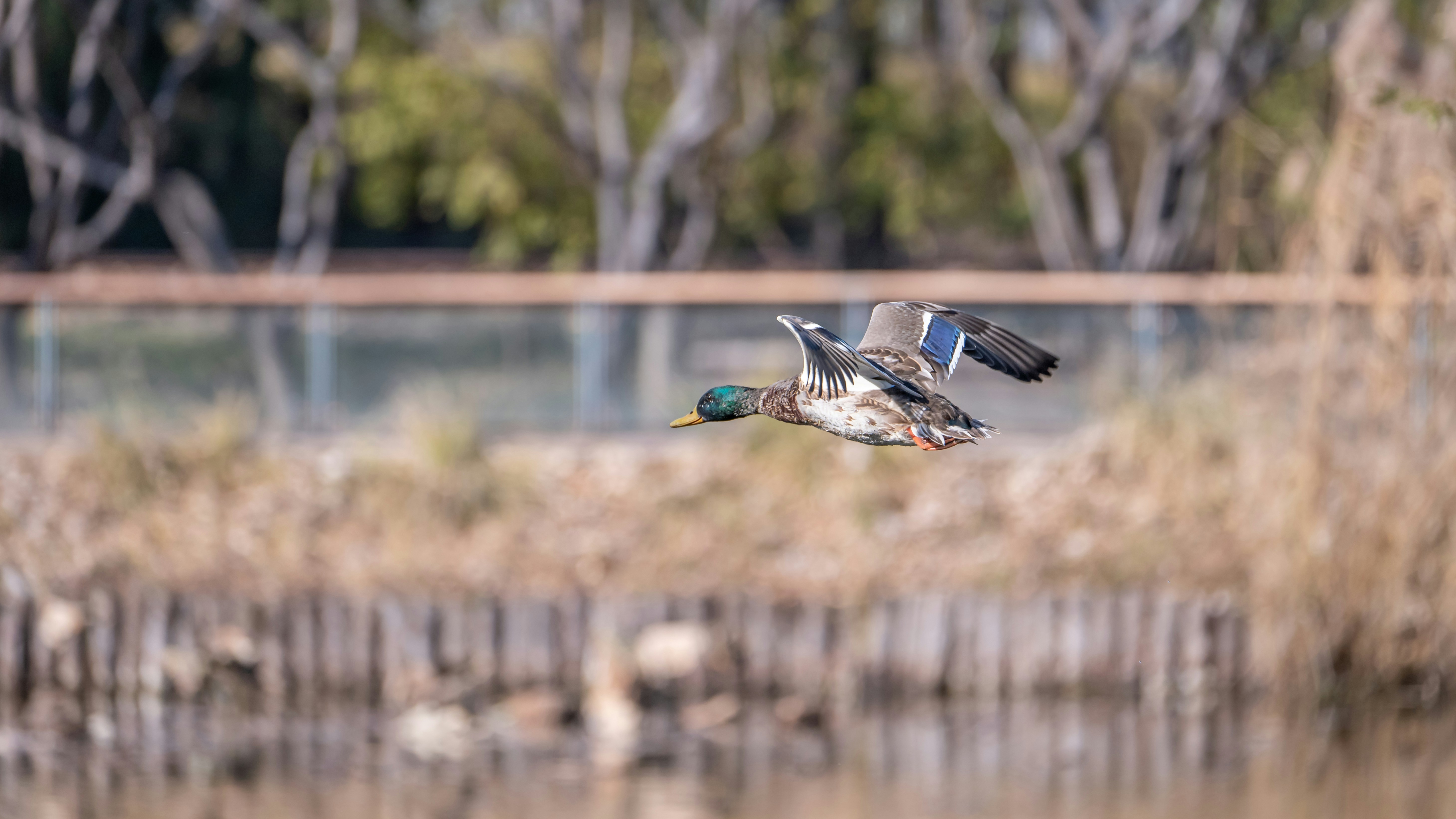 A duck flying over a body of water