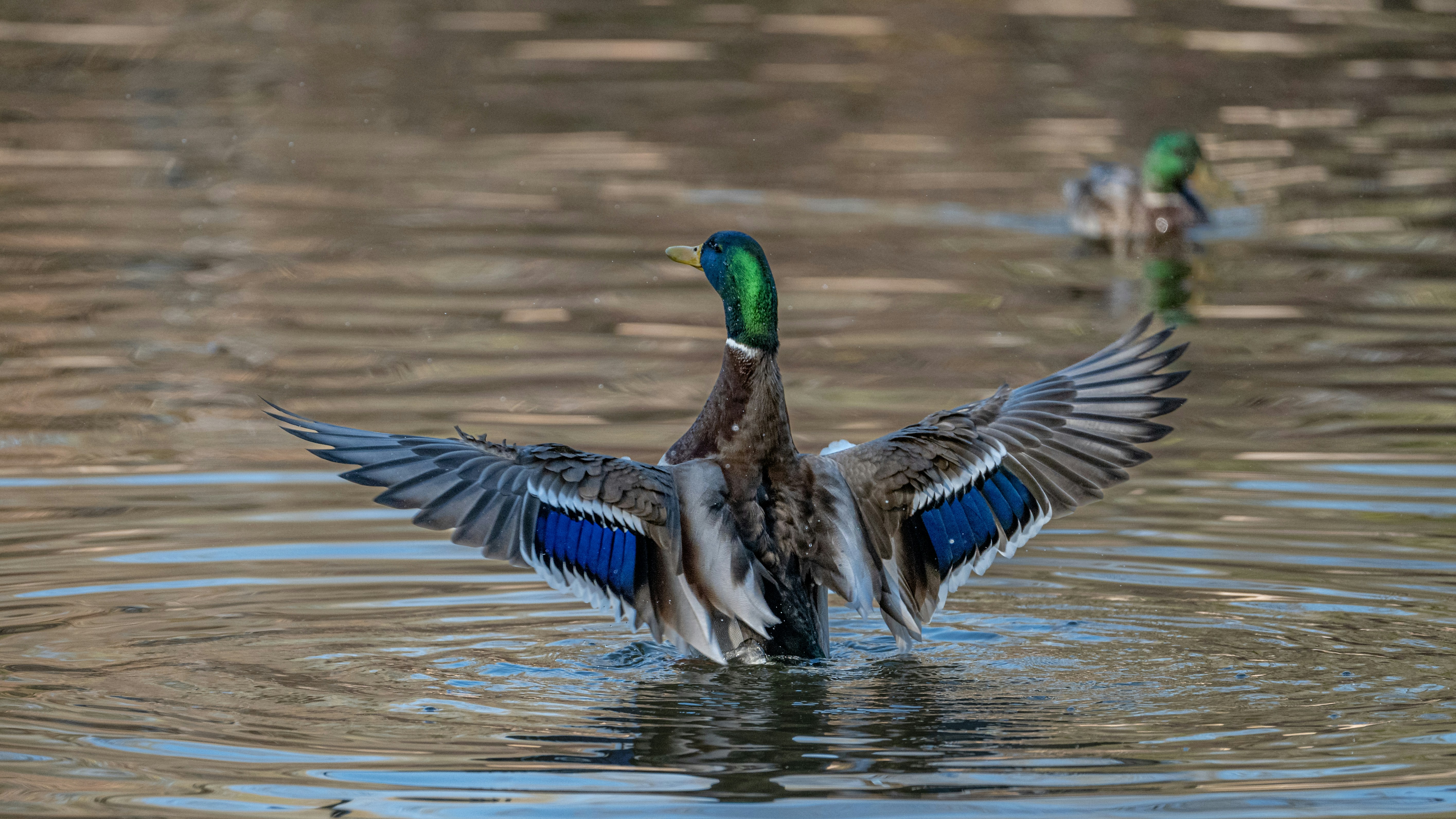 Photo by peek_a_boo_who