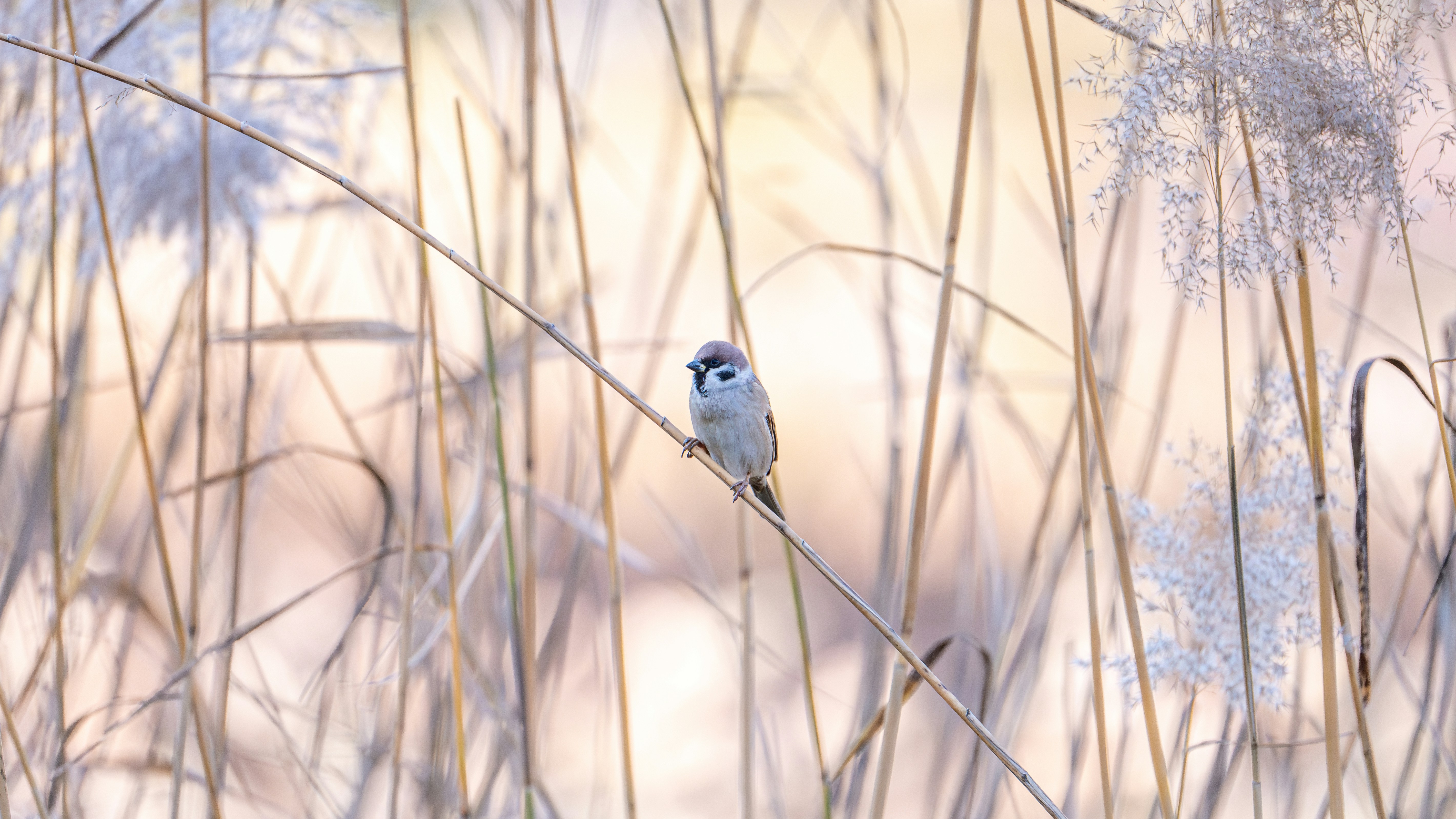 Photo by peek_a_boo_who