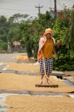 Woman raking grains spread out to dry