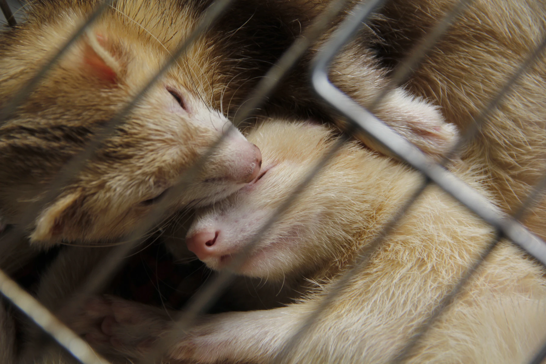 Two pale ferrets asleep, curled against each other behind cage bars