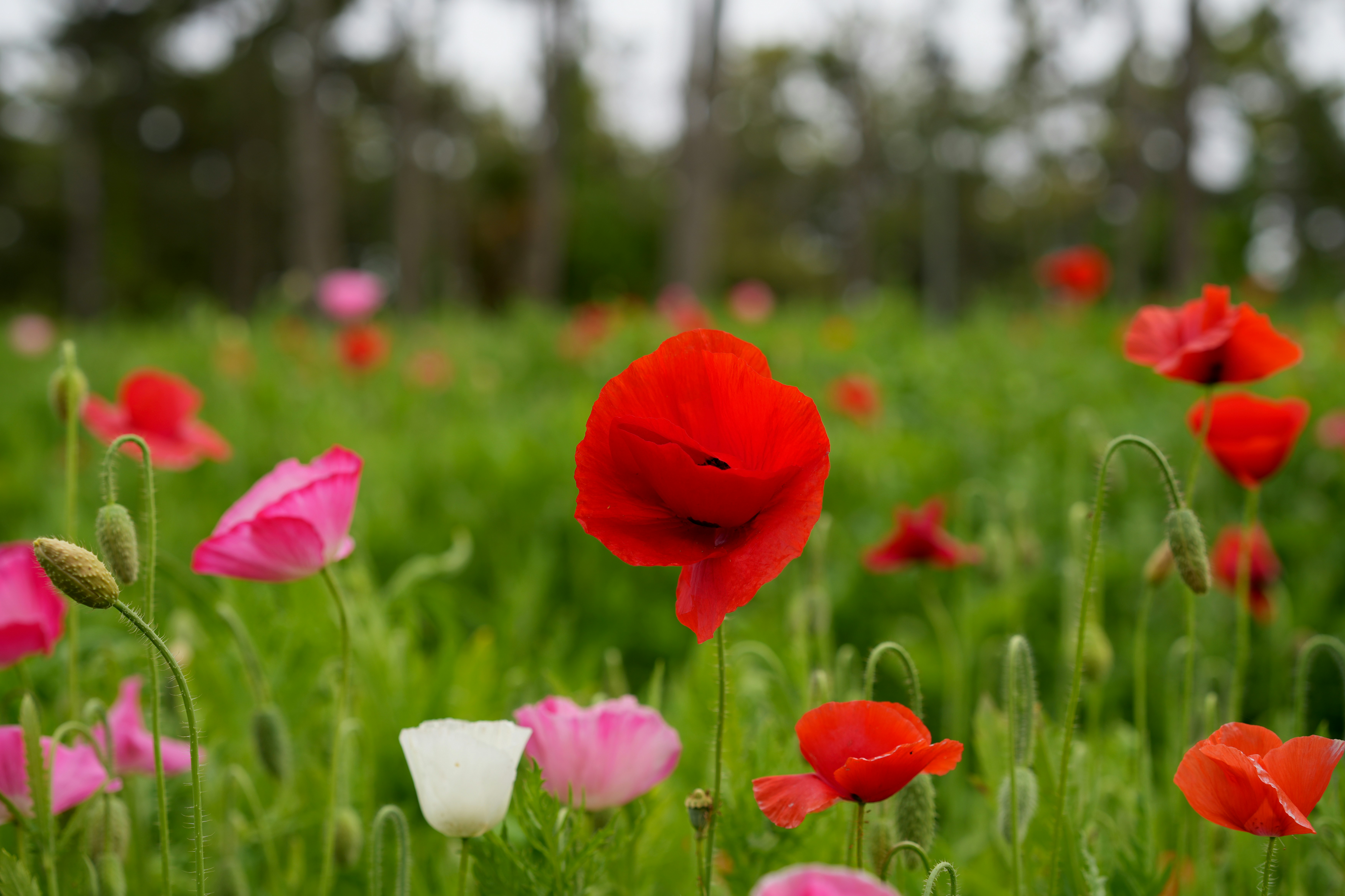 Campo di papaveri rossi e rosa che fioriscono nell'erba verde.