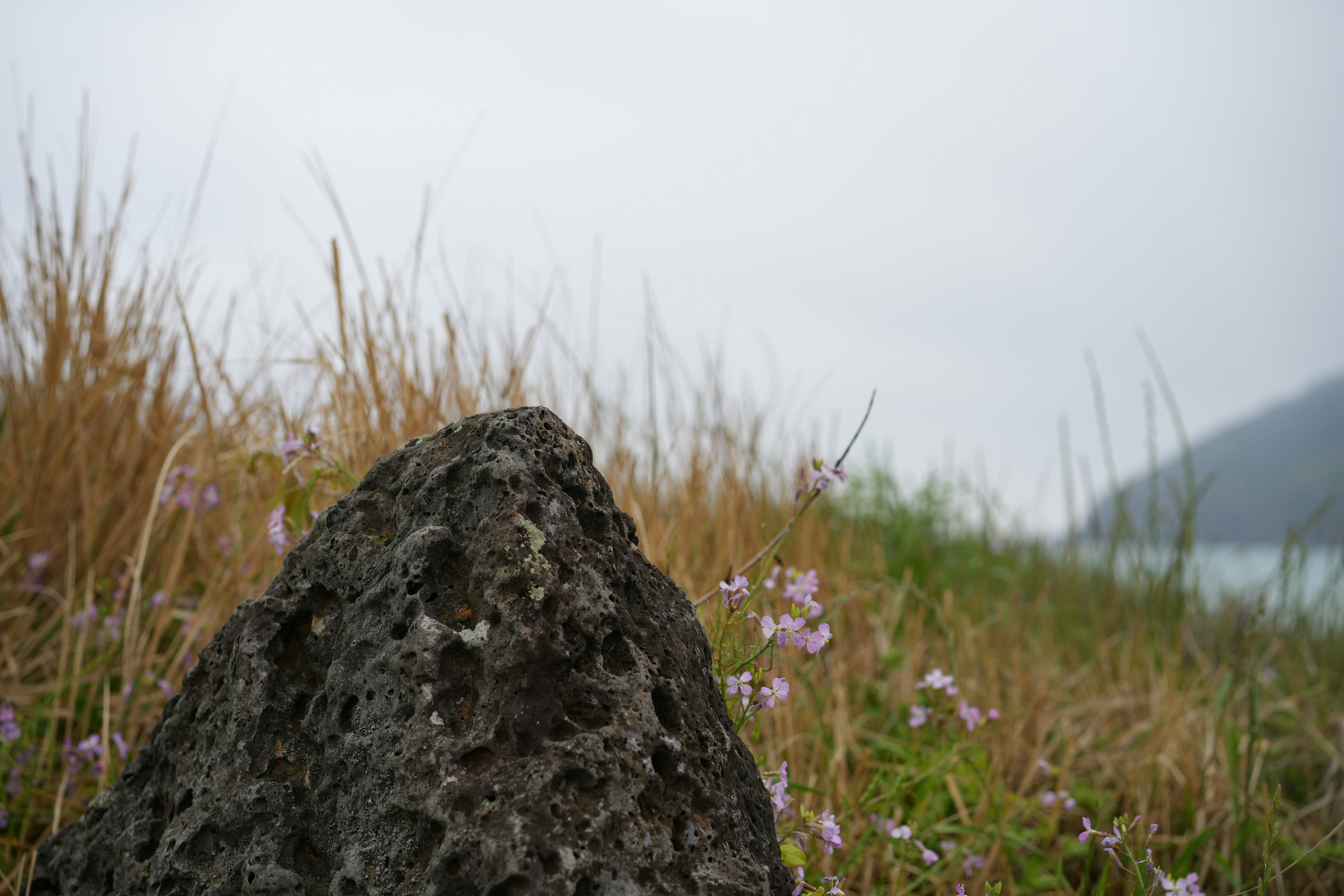 A rough rock sits in tall grass with small flowers.