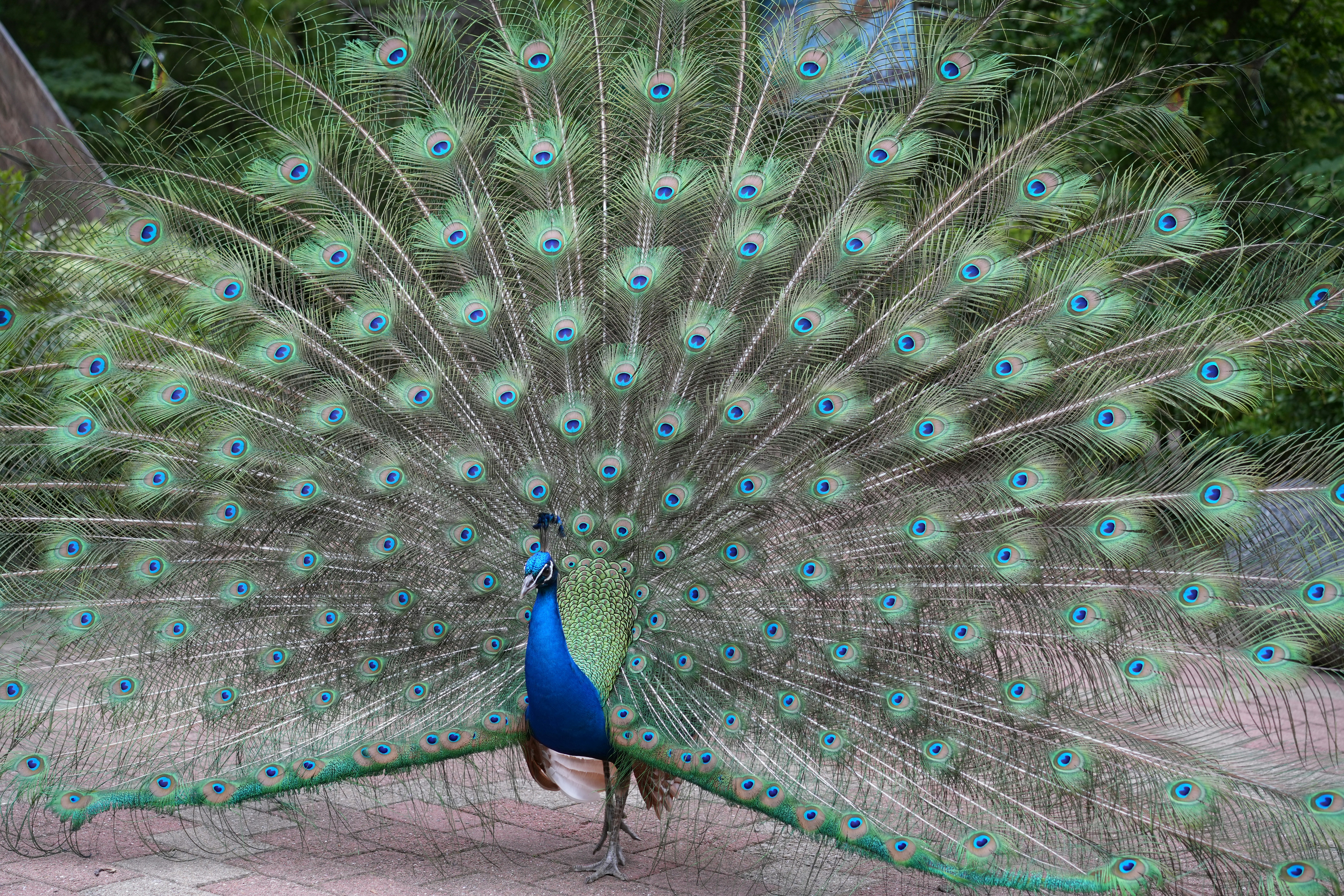 Un pavone mostra le piume della coda a ventaglio