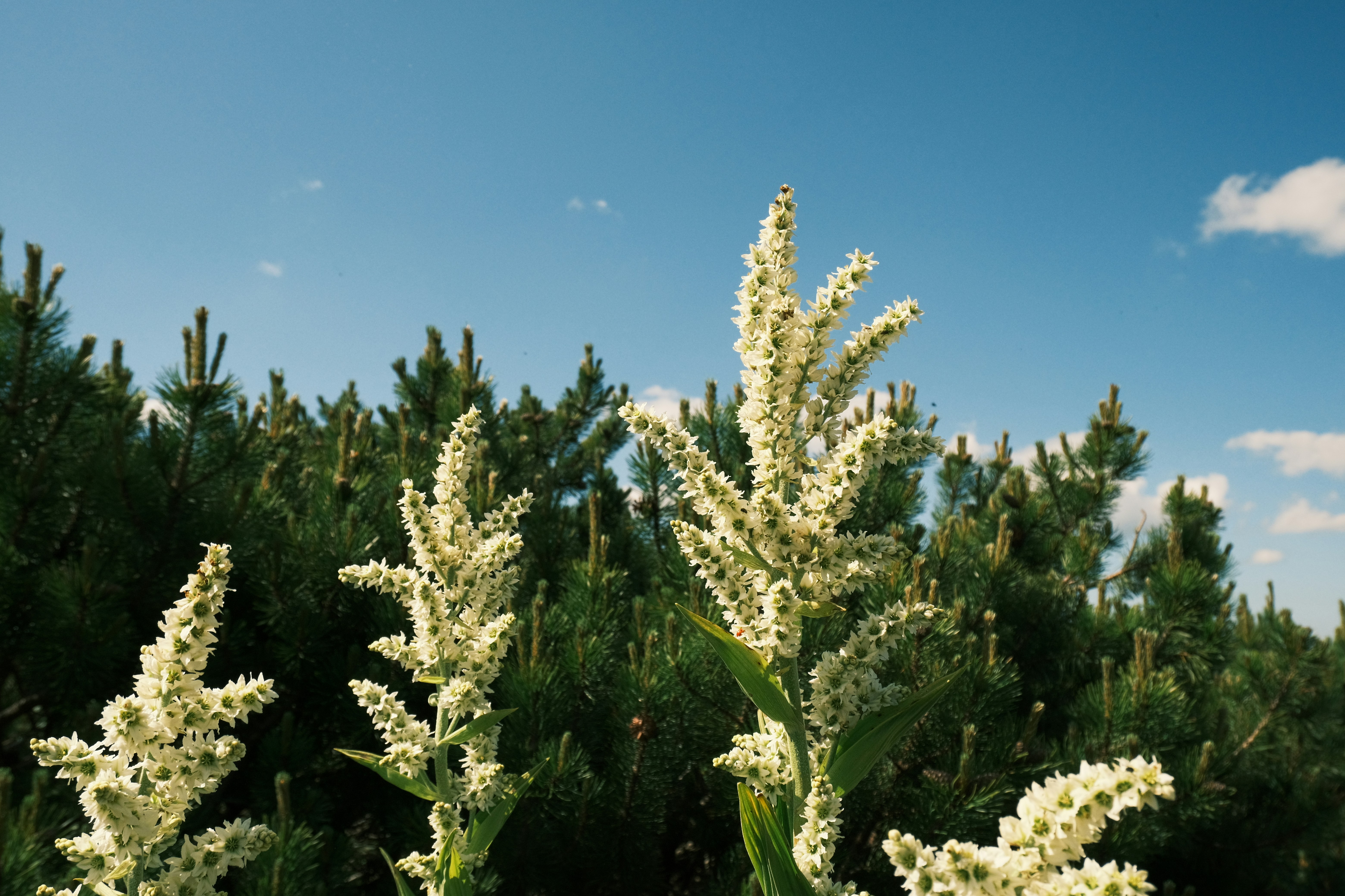 Photo by r_inascimento