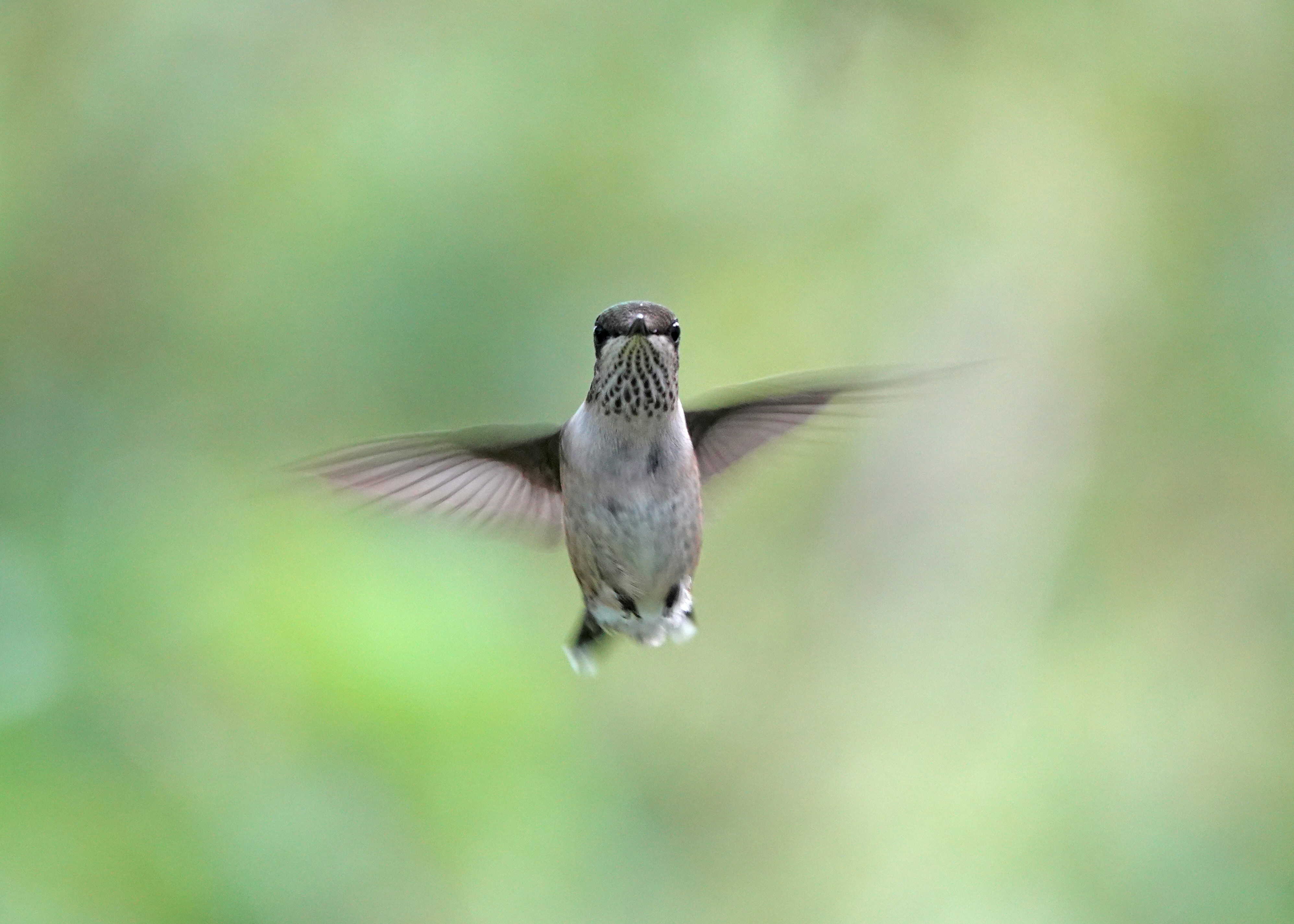A hummingbird hovers in mid-air with wings spread.