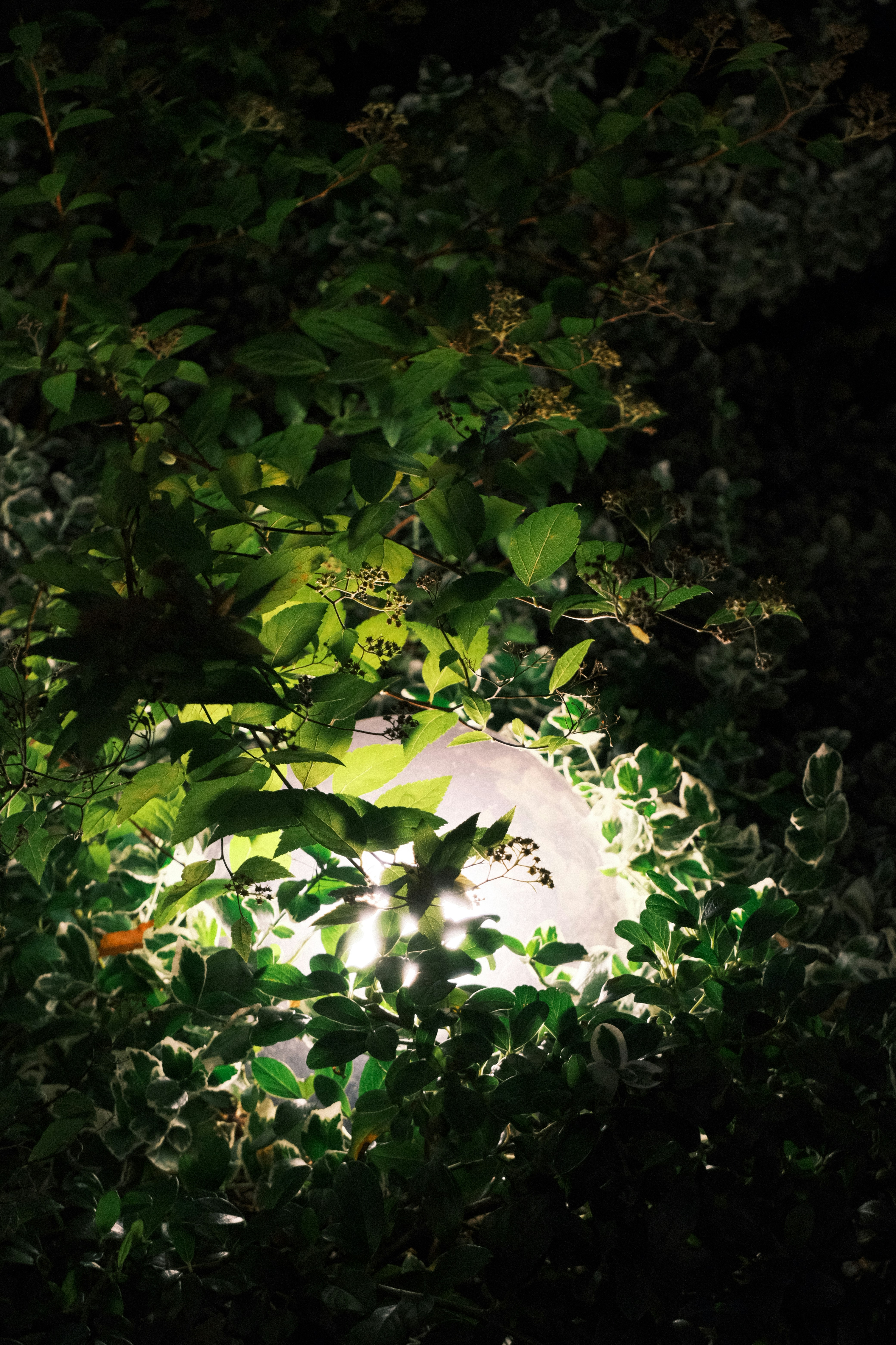 A glowing orb illuminates lush green foliage at night