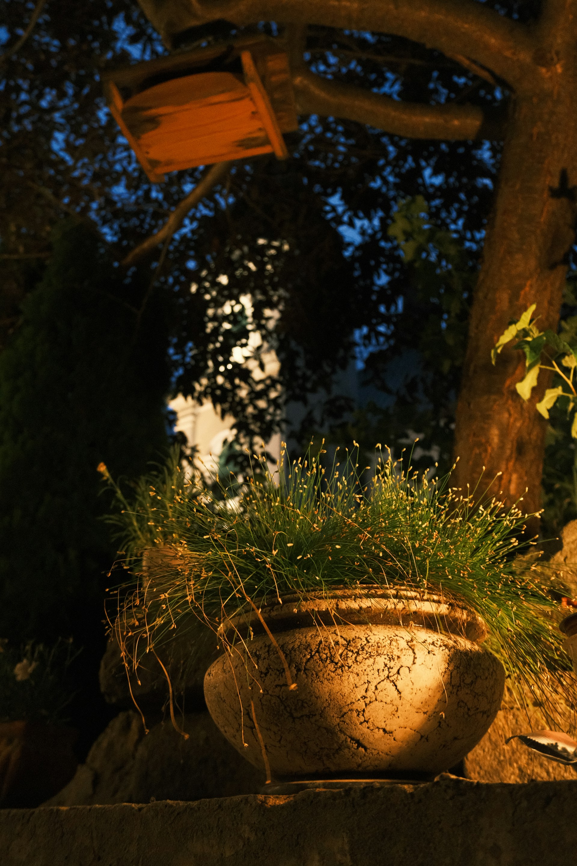 Potted plant with delicate flowers at dusk