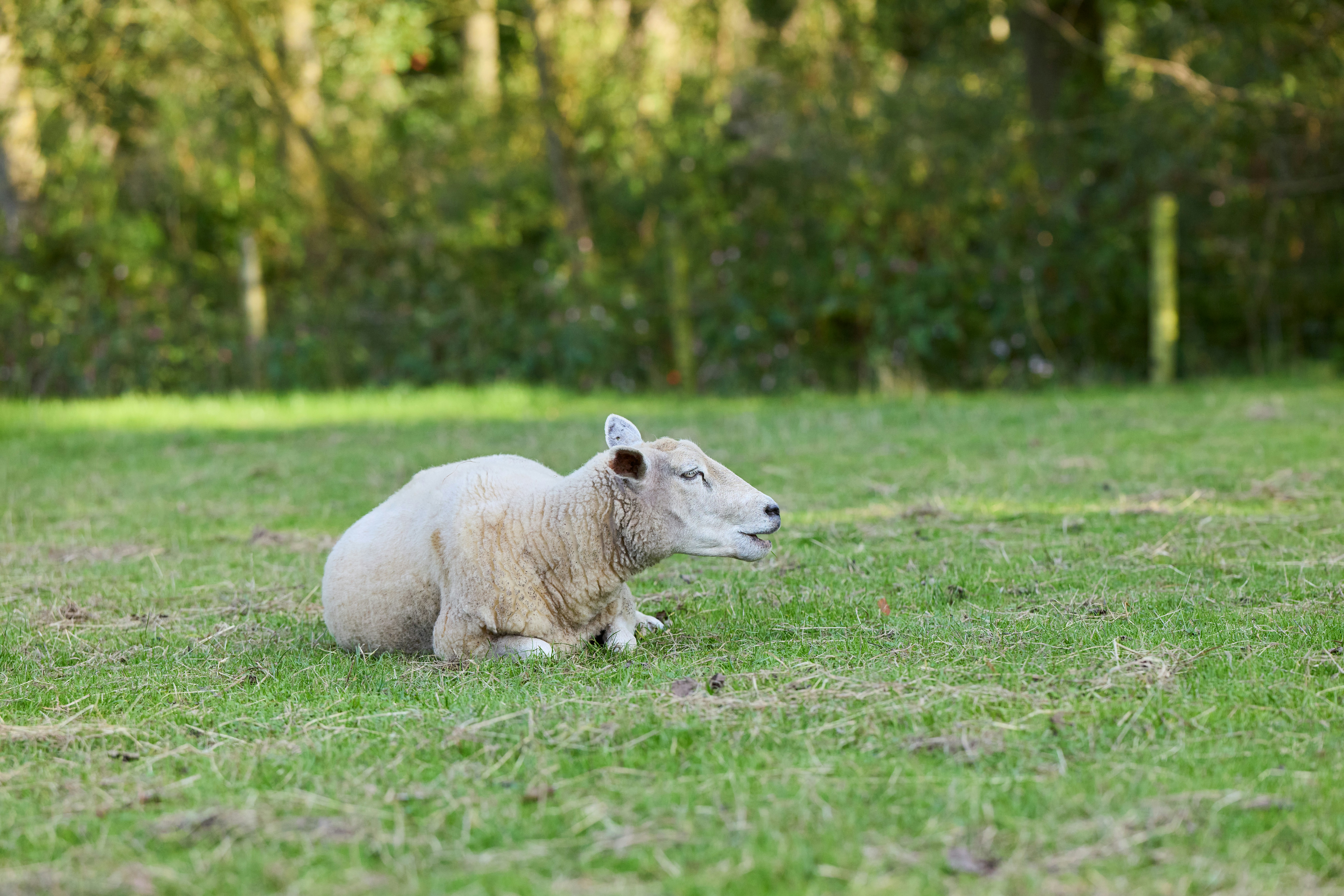 Photo by erwinbosman