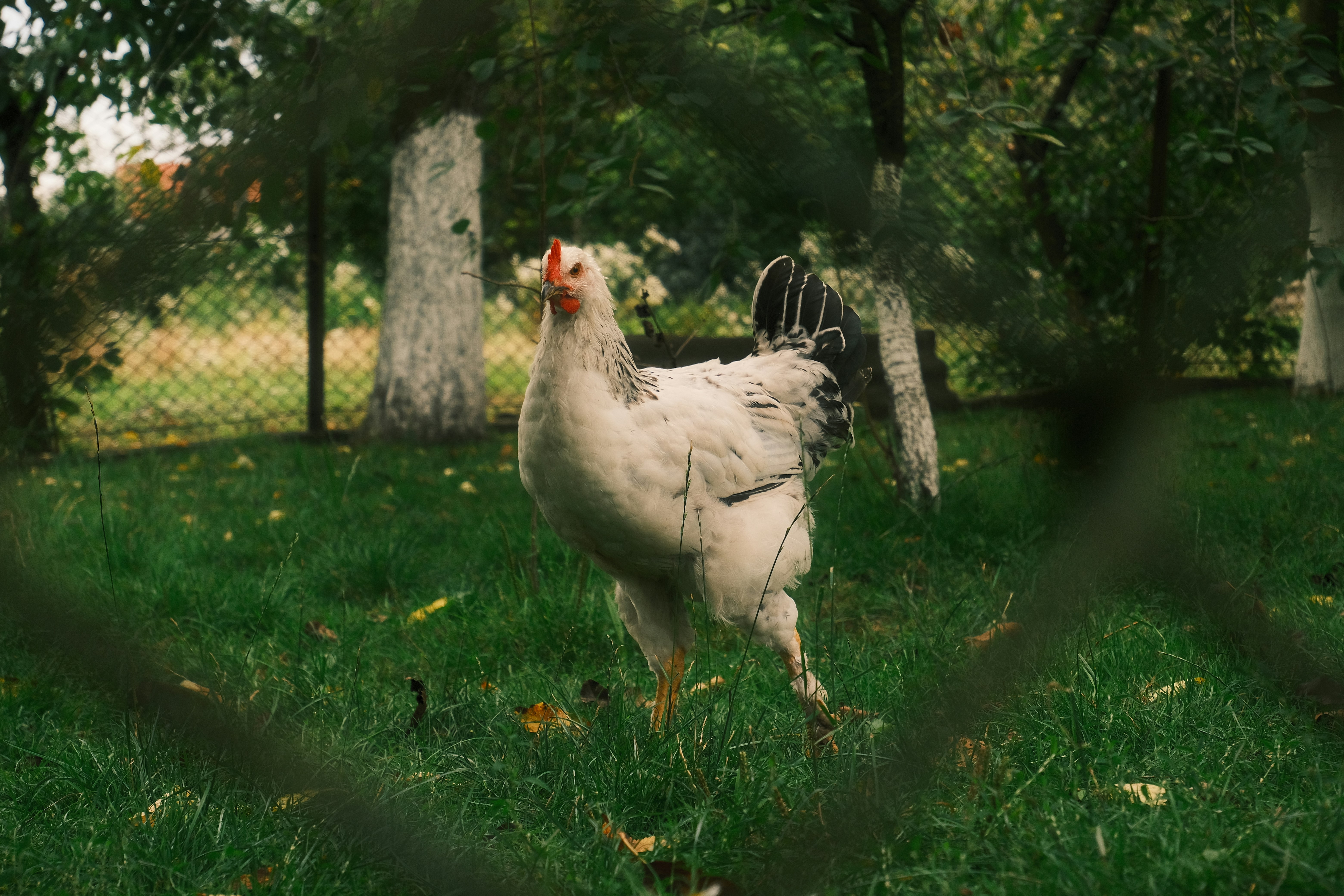 Photo by r_inascimento